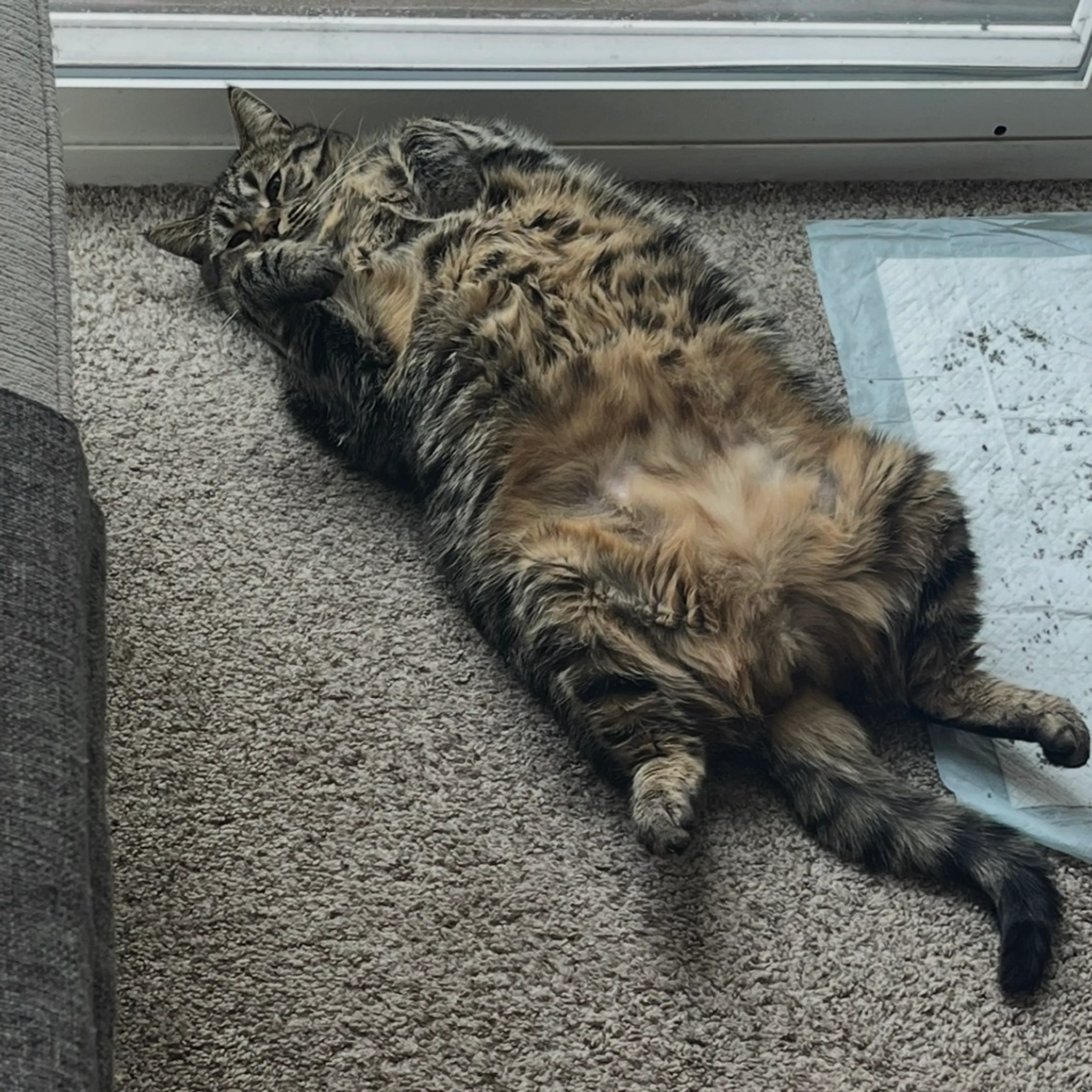 Found pet-4
