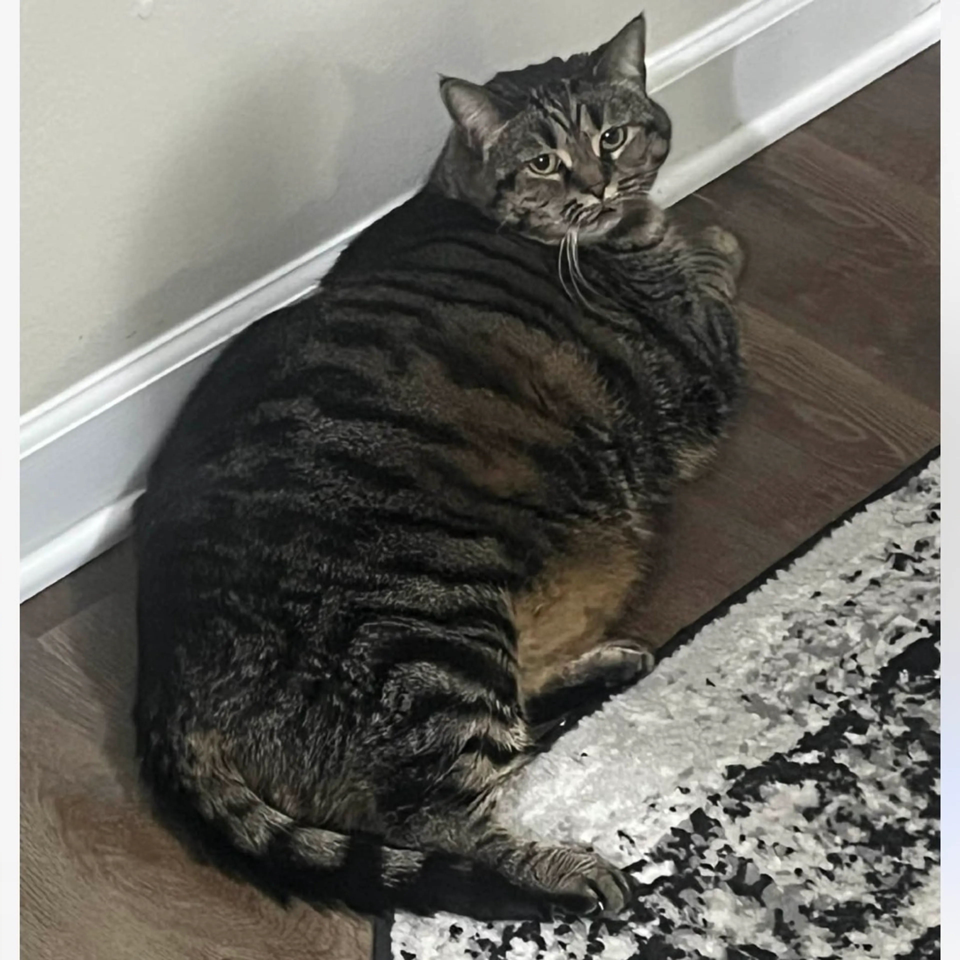 Found pet-0