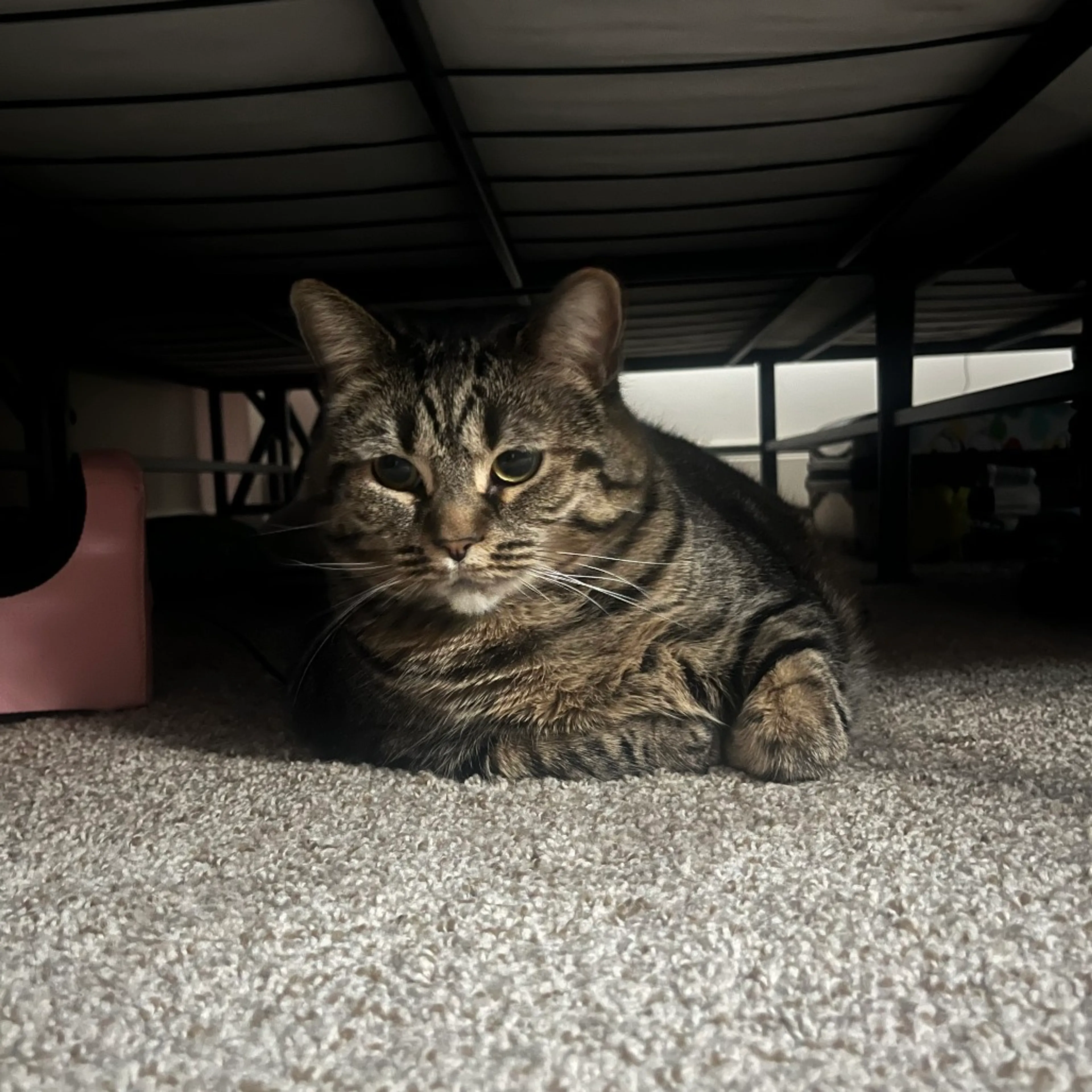 Found pet-2