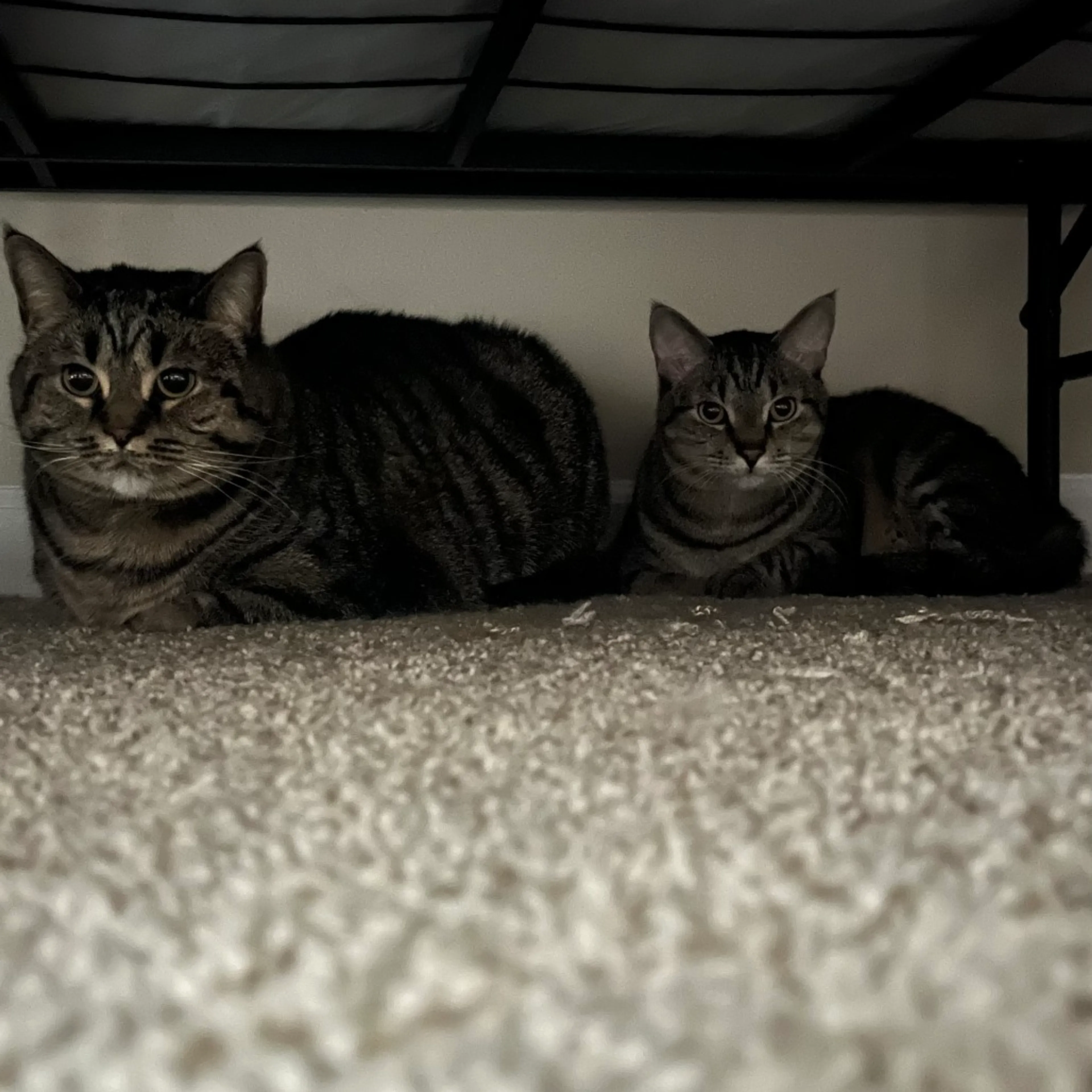 Found pet-3