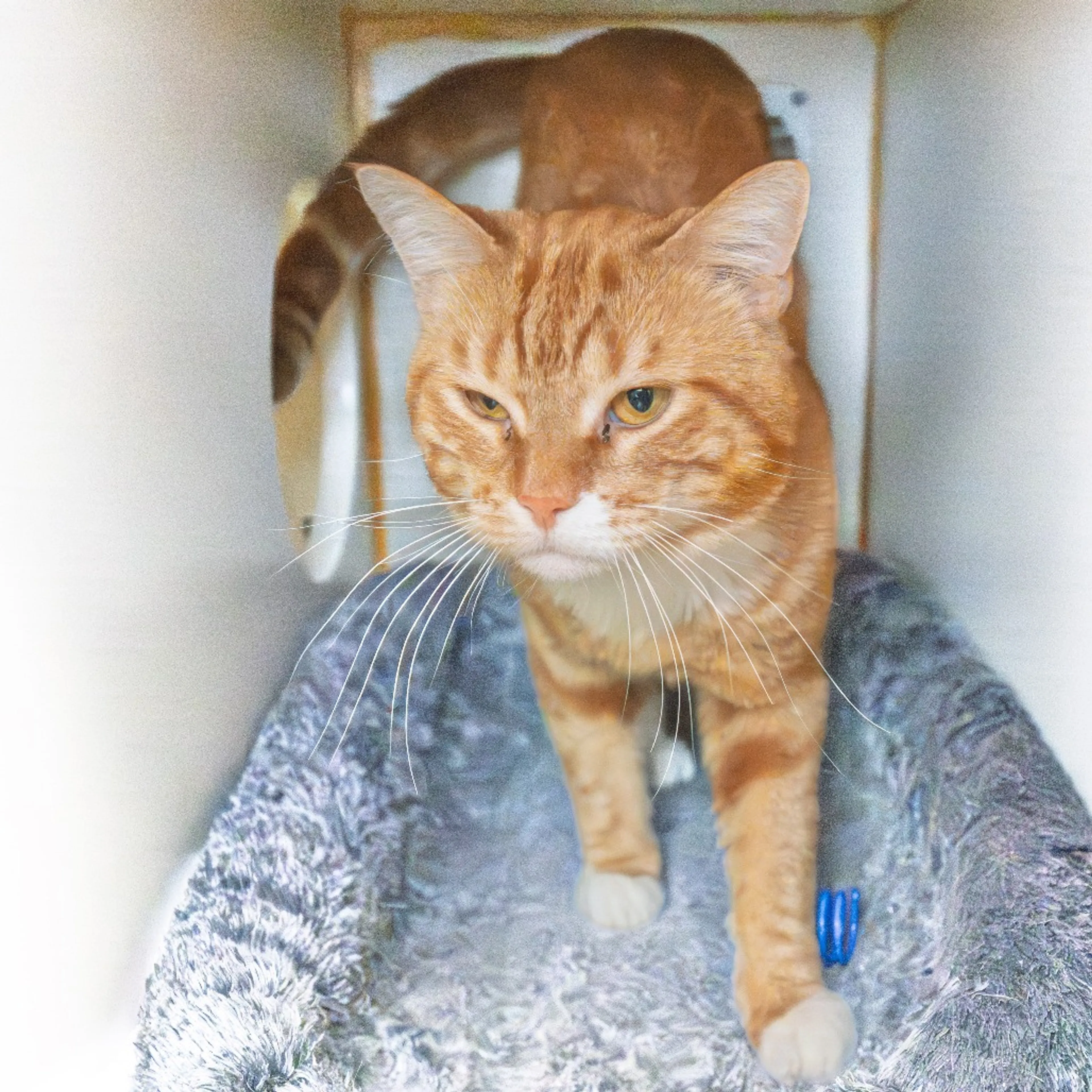 Found pet-1