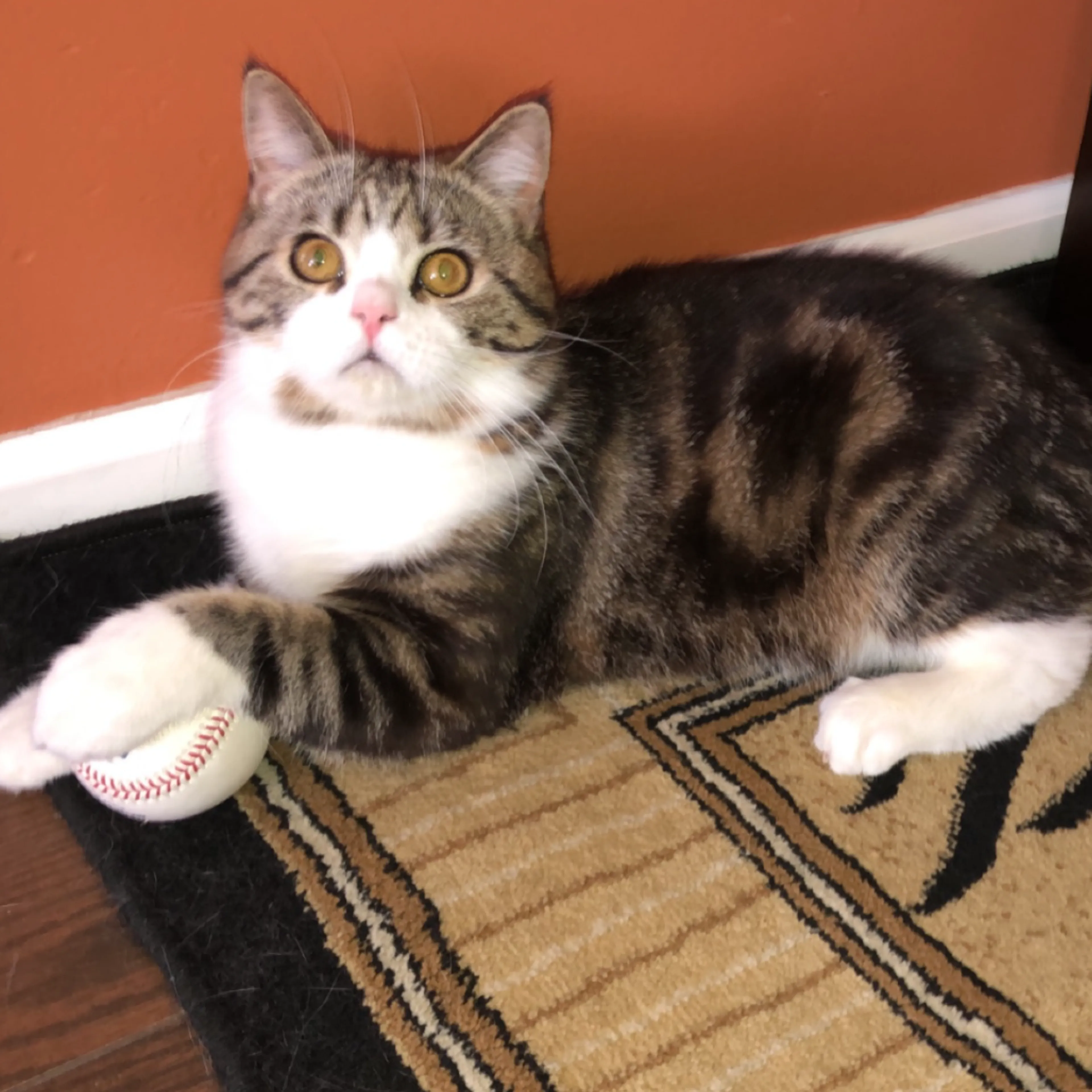 Found pet-2