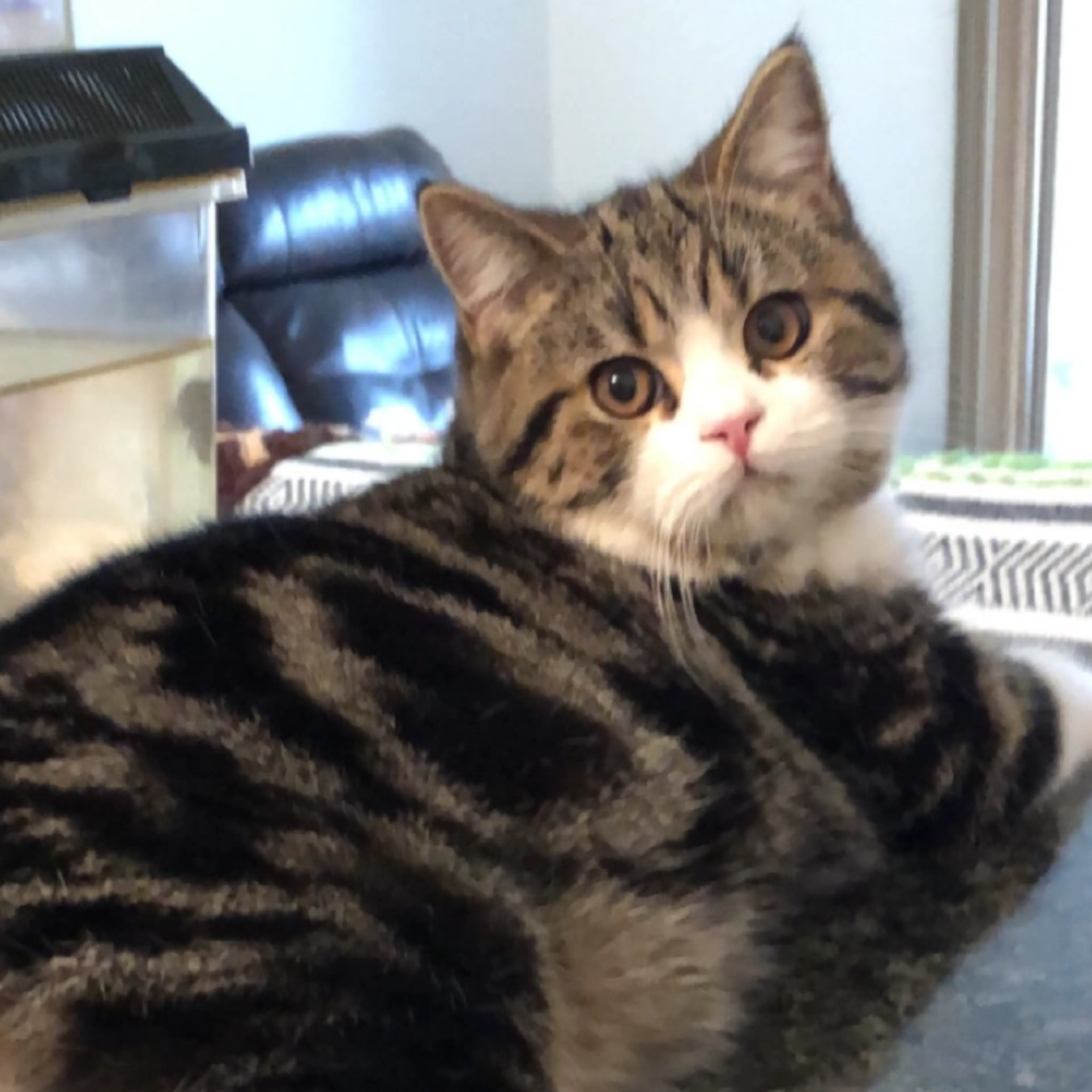 Found pet-1