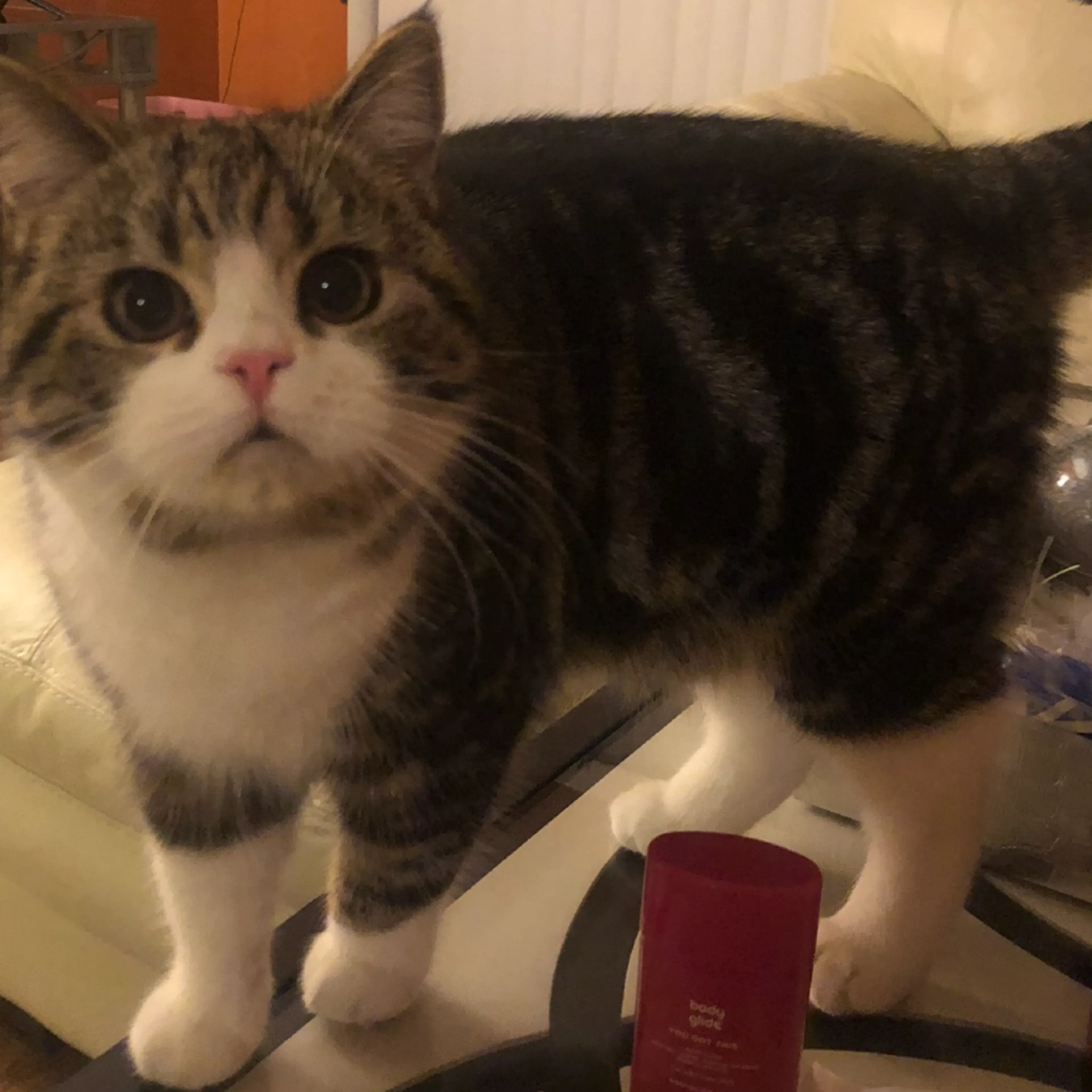 Found pet-0