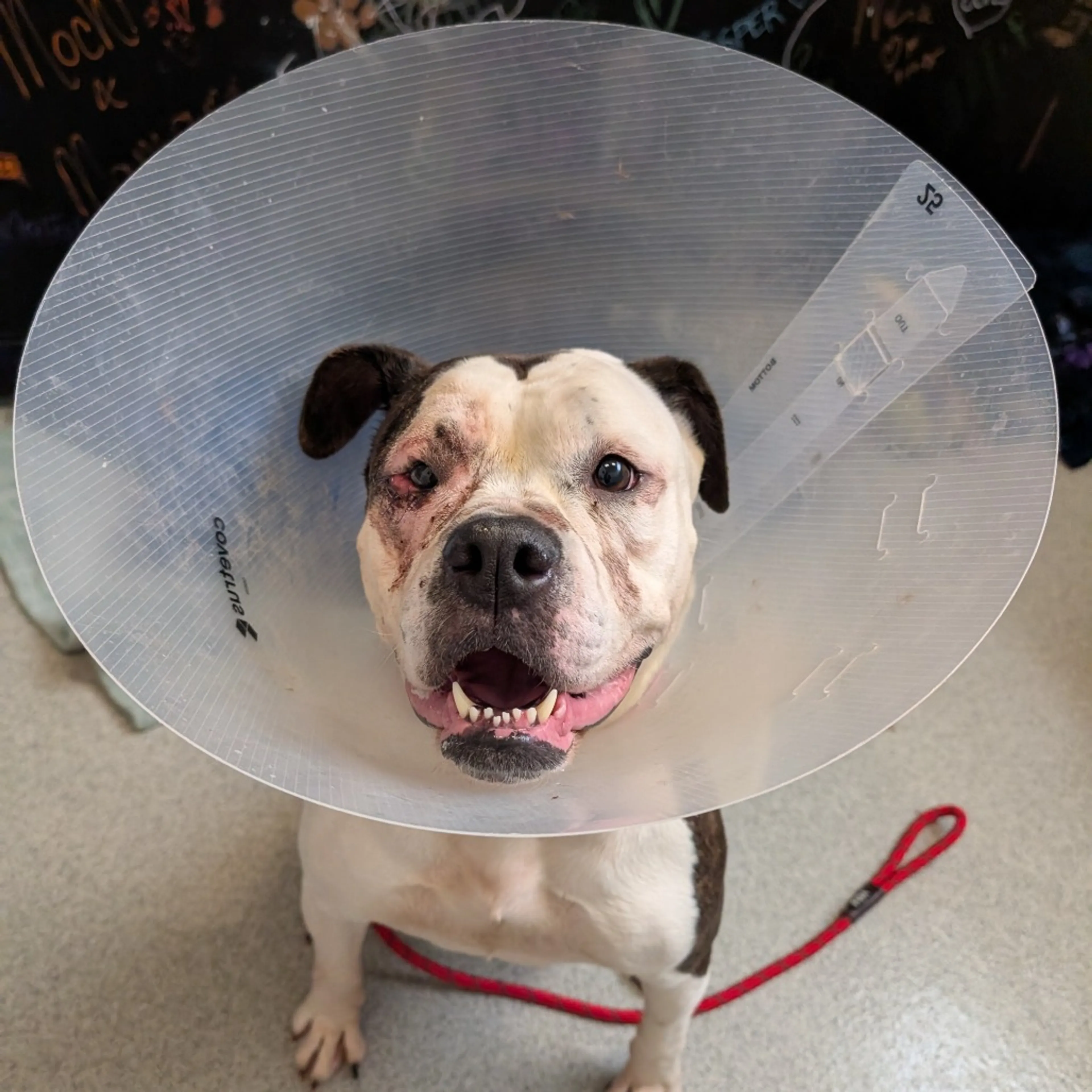 Found pet-6
