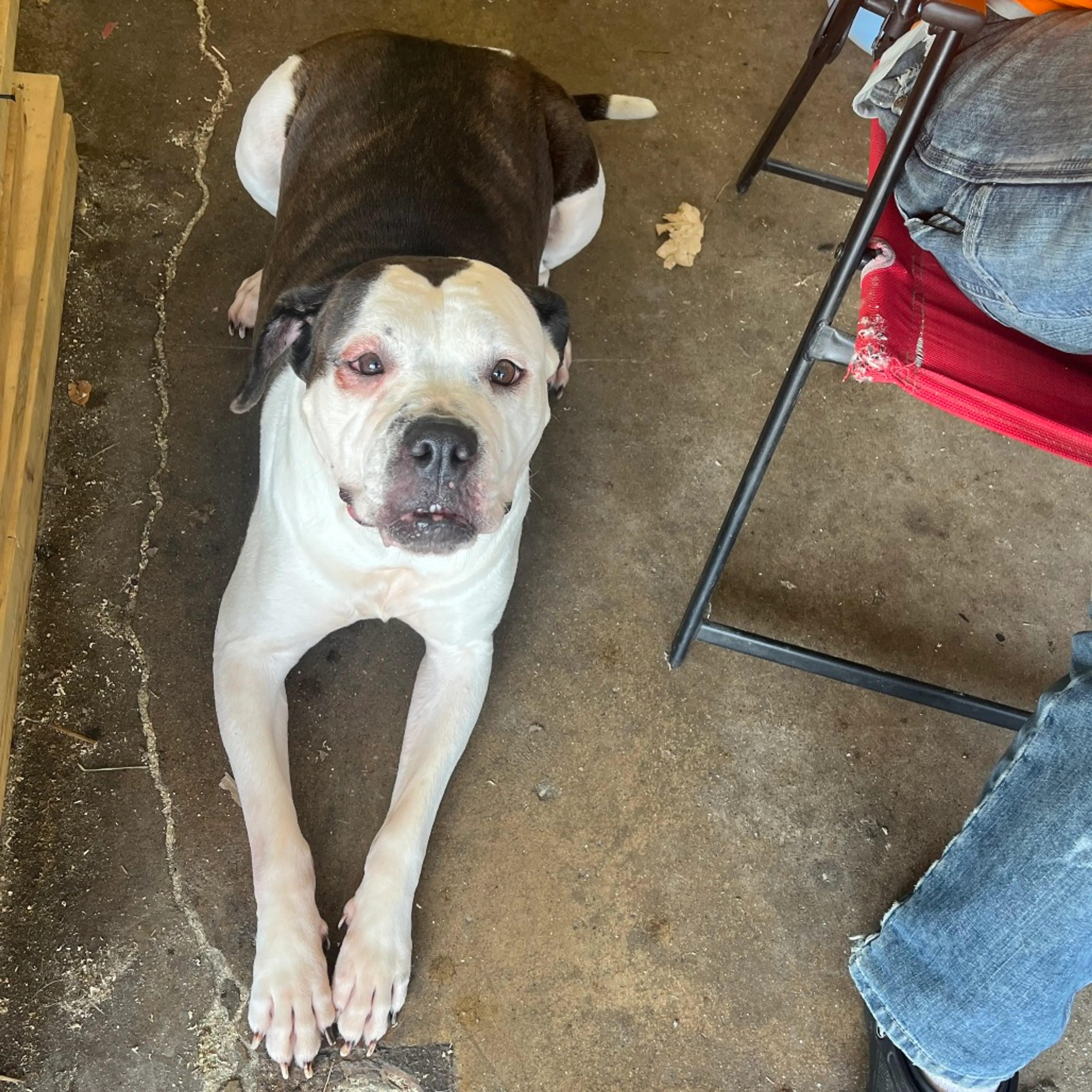 Found pet-2