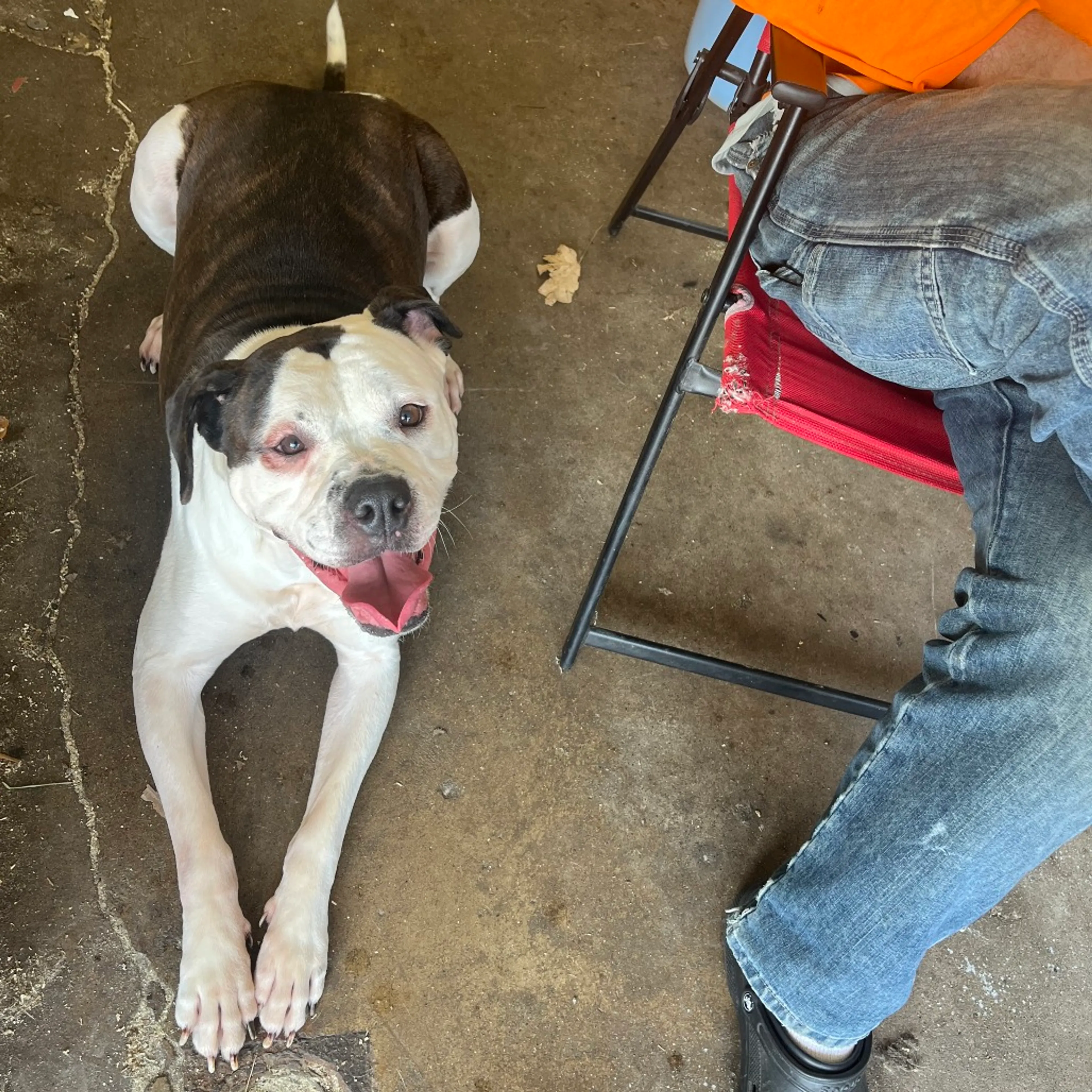 Found pet-1
