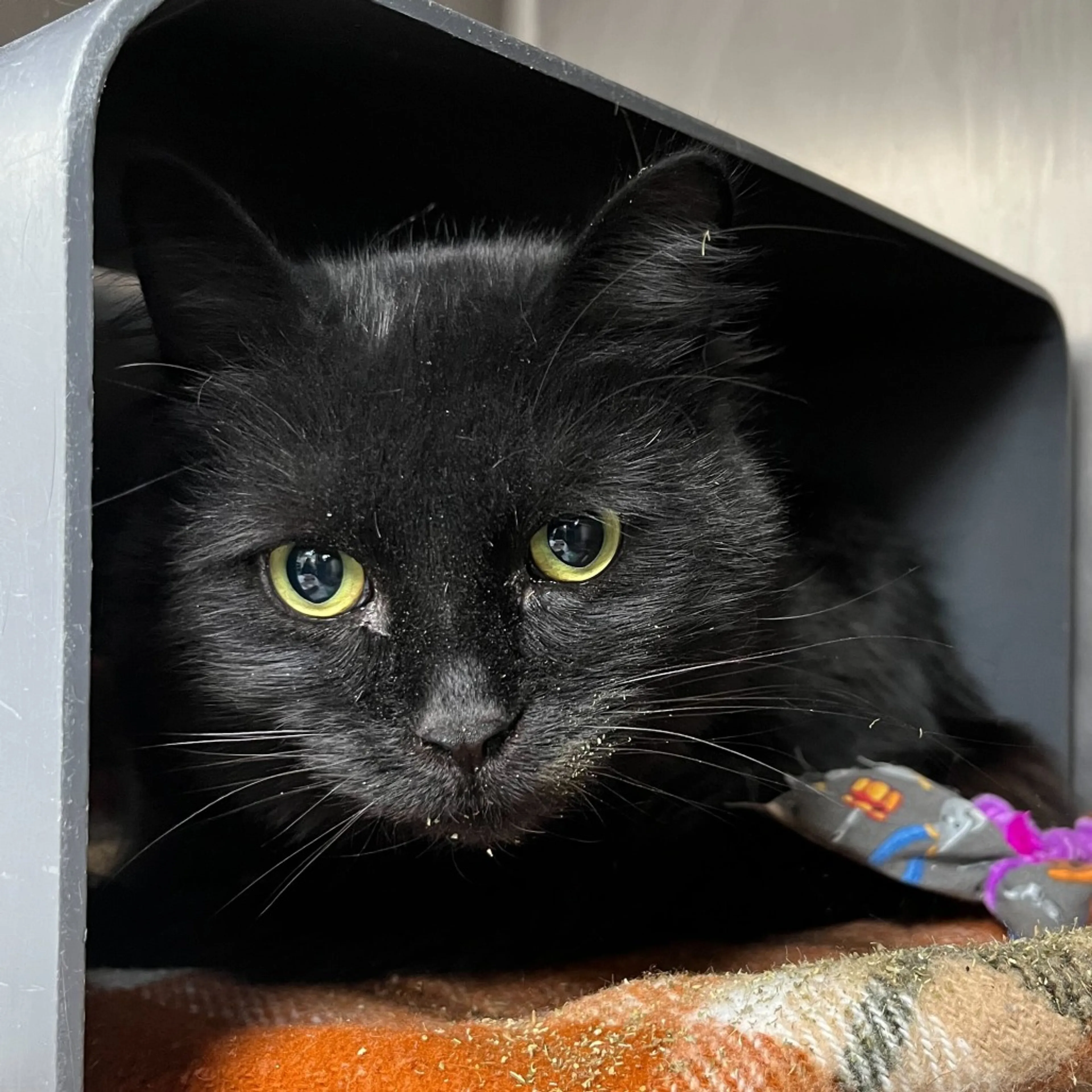 Found pet-2