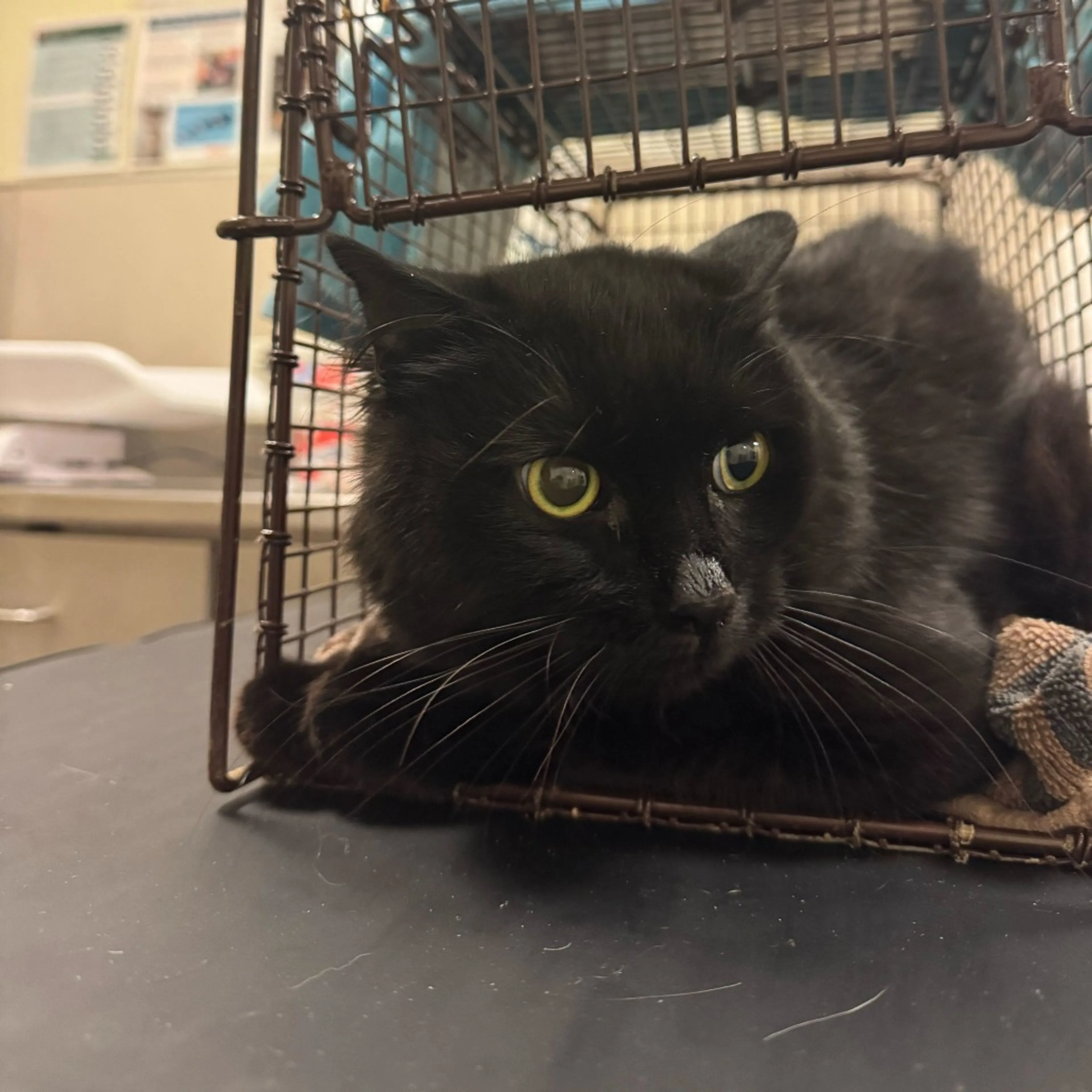 Found pet-1