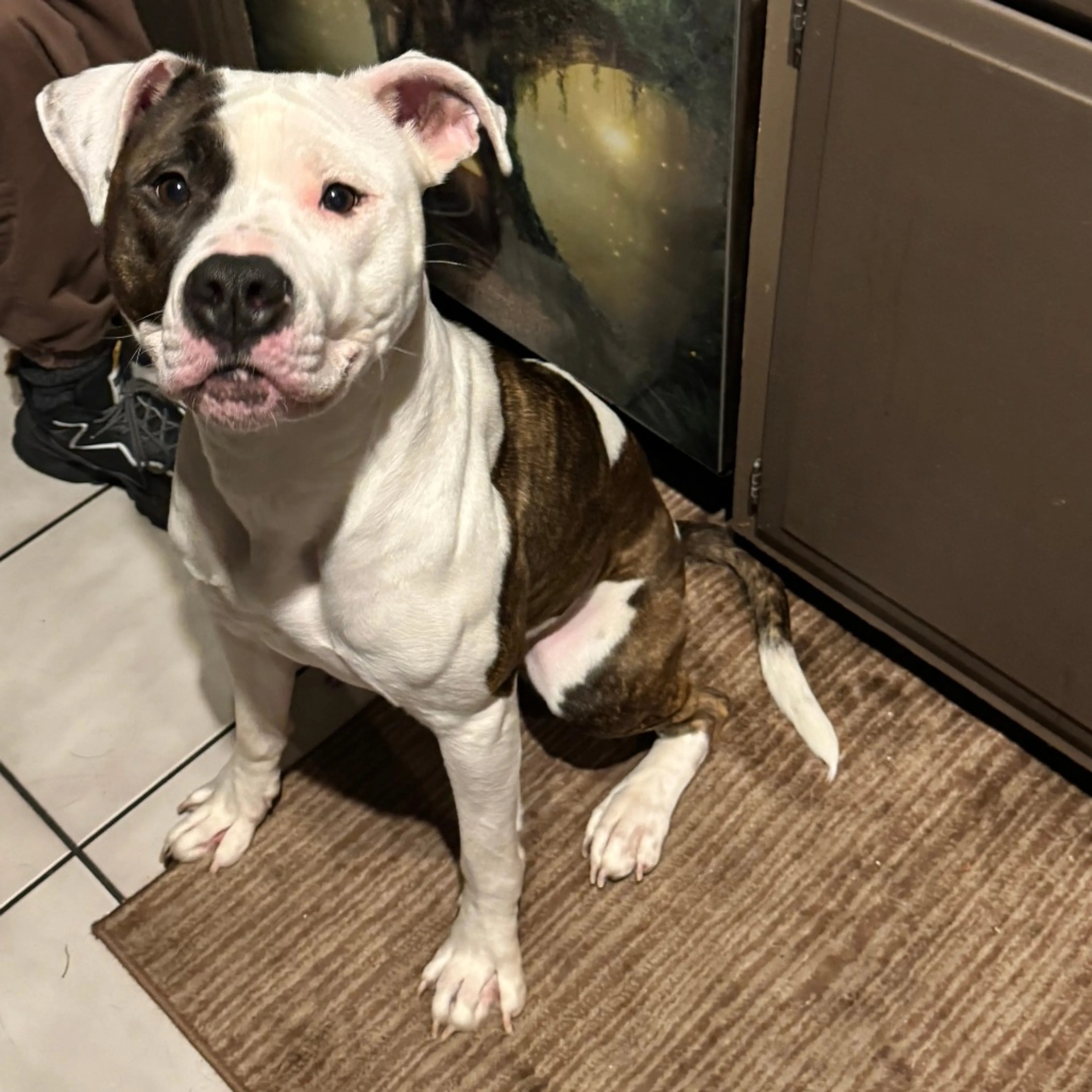 Found pet