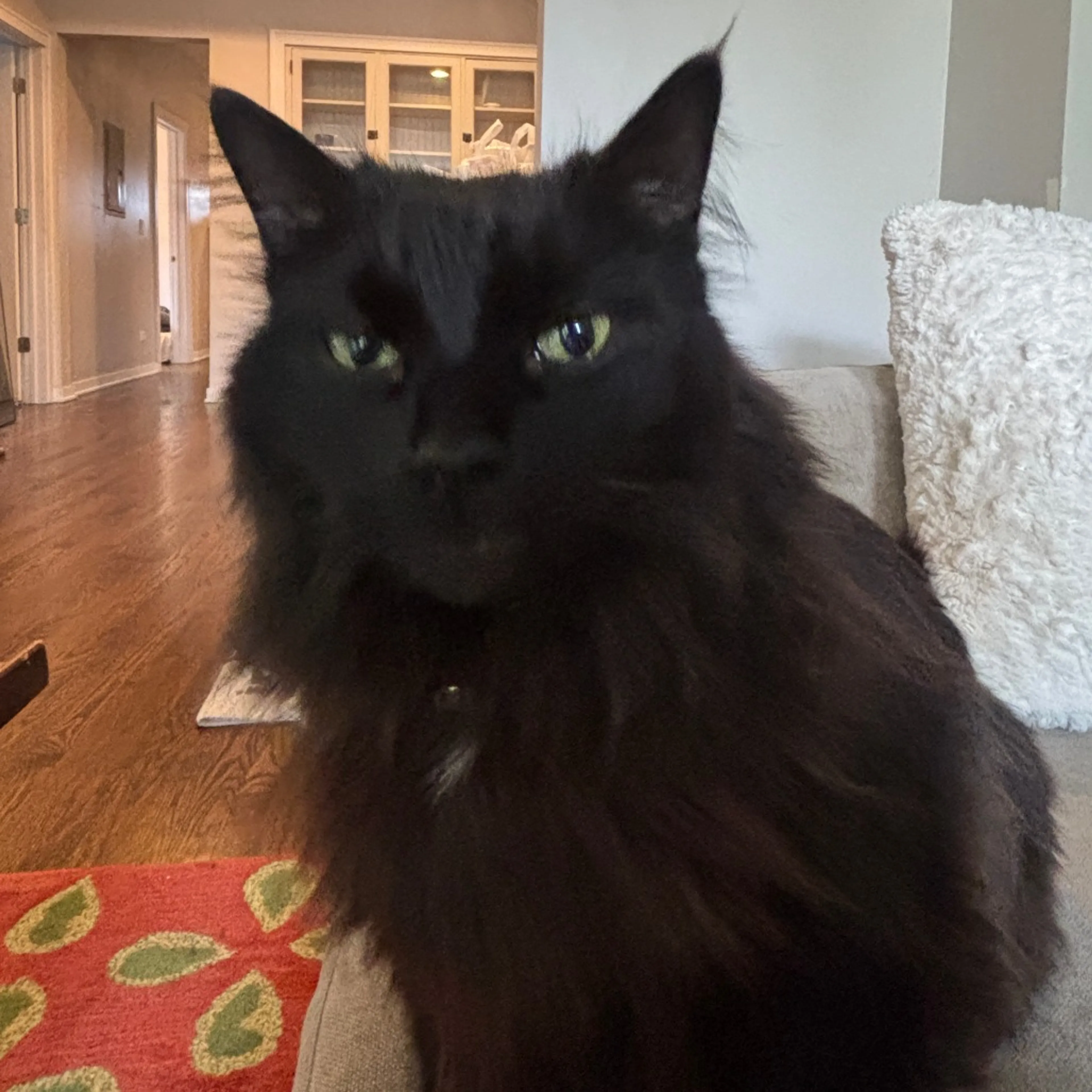 Found pet