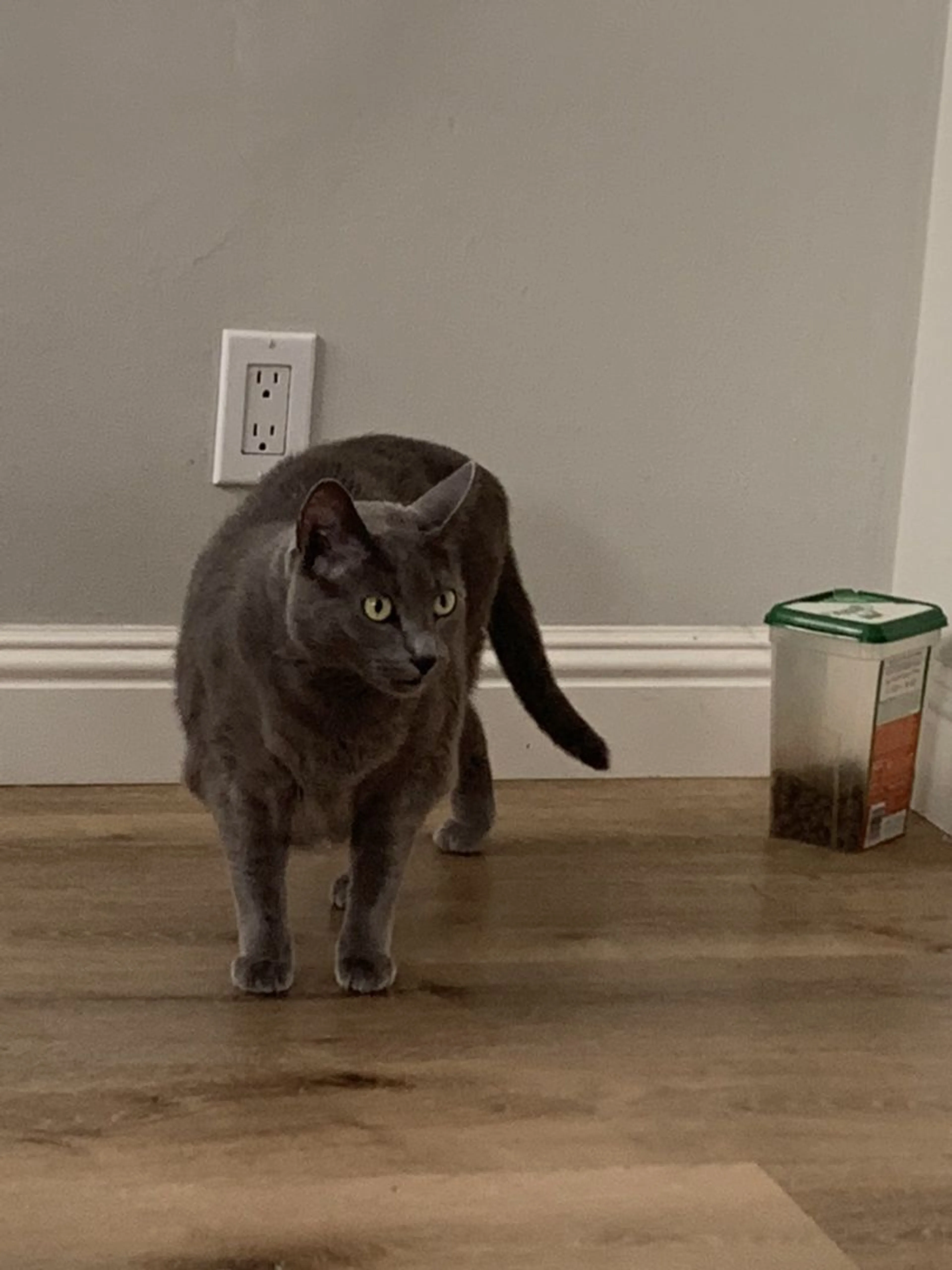 Lost pet