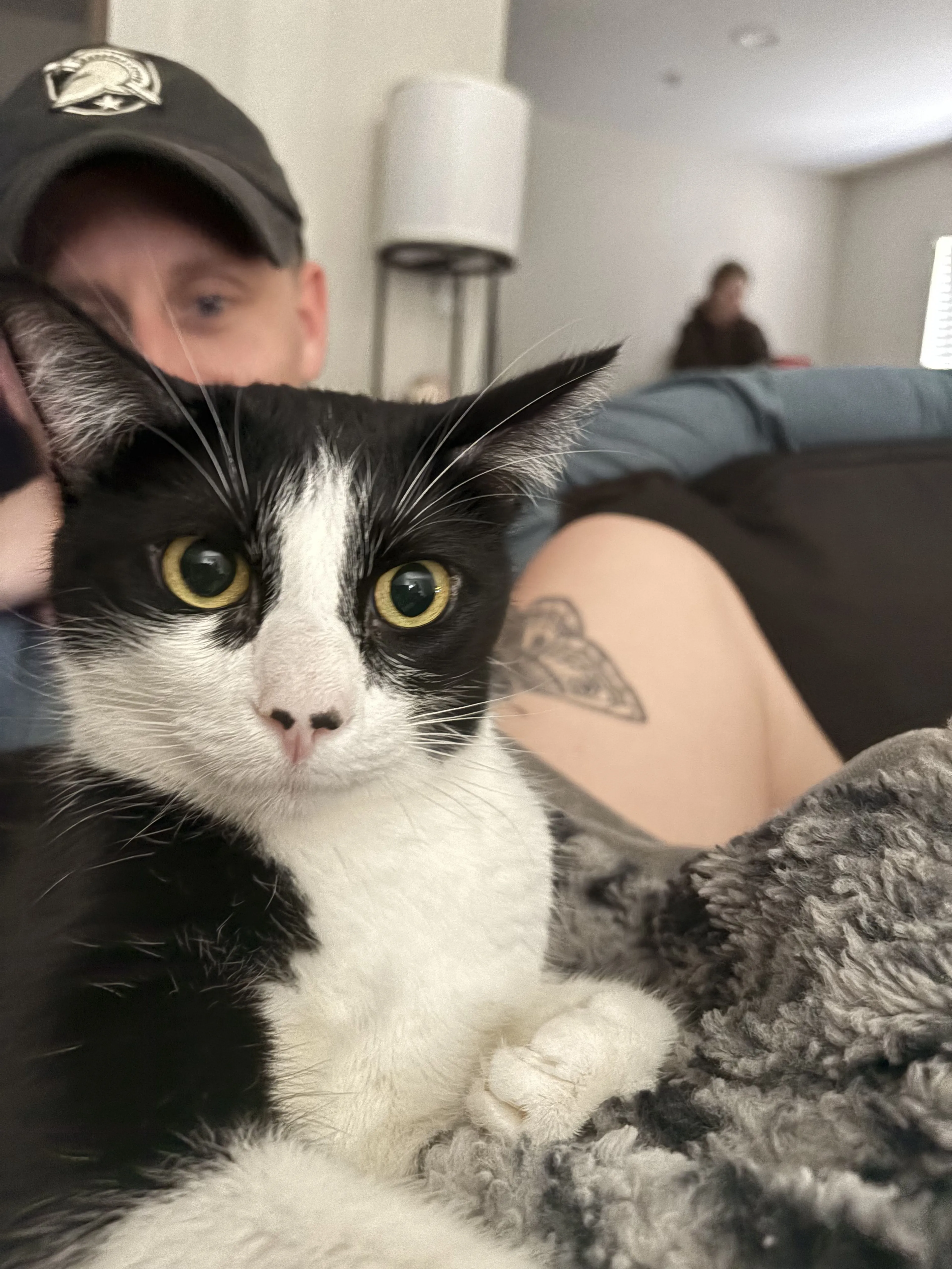 Lost pet-1