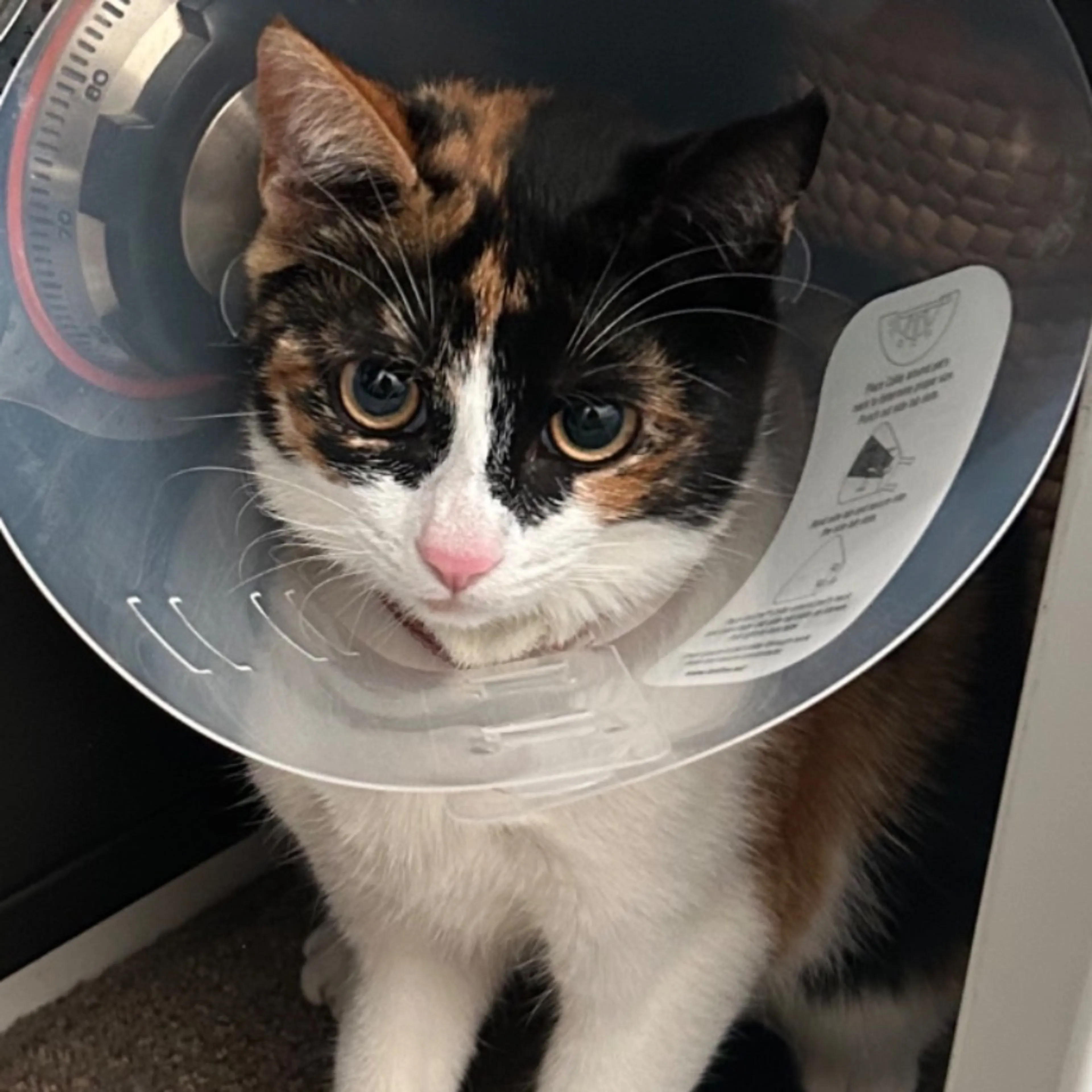 Lost pet-0