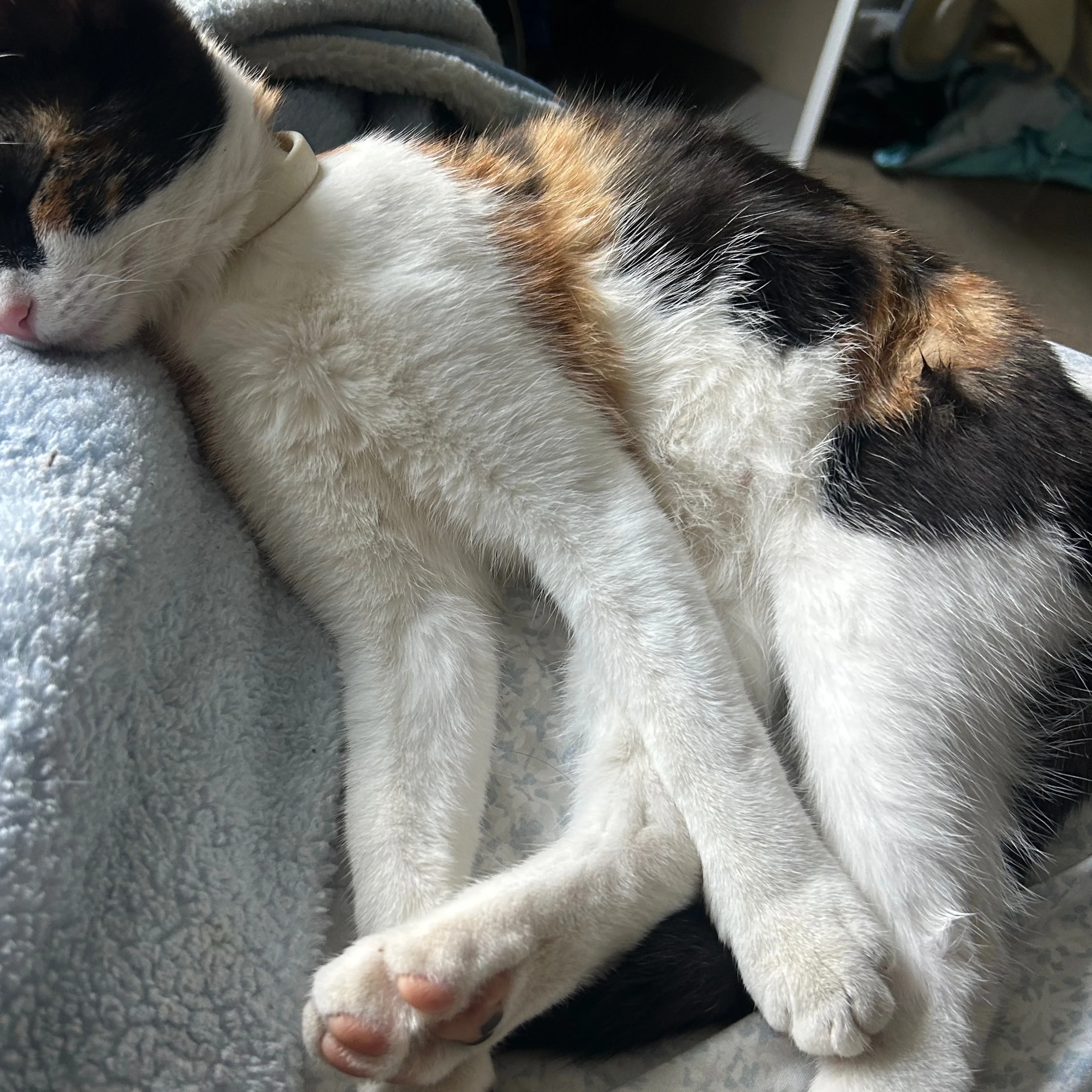 Lost pet-1