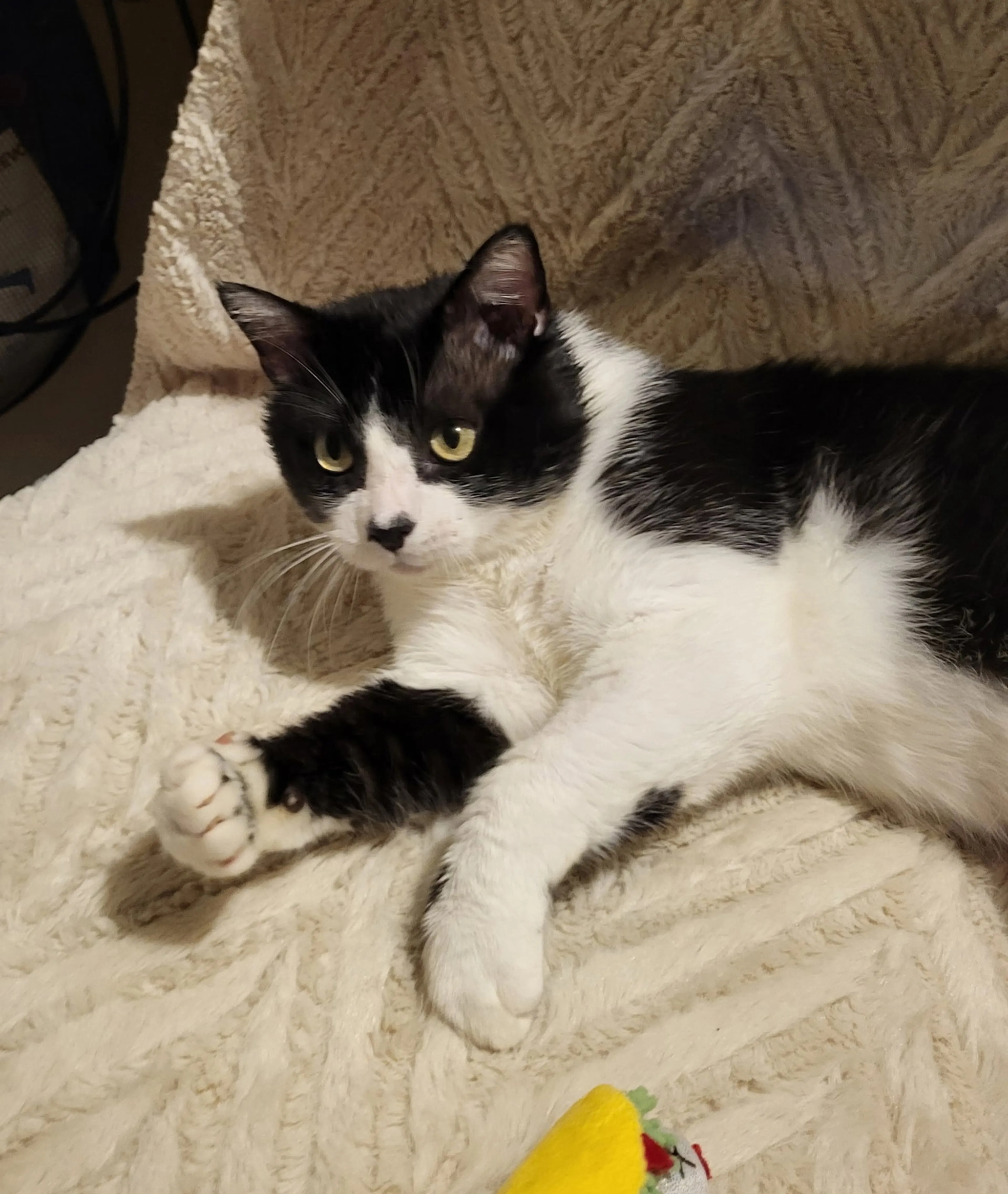 Found pet-2