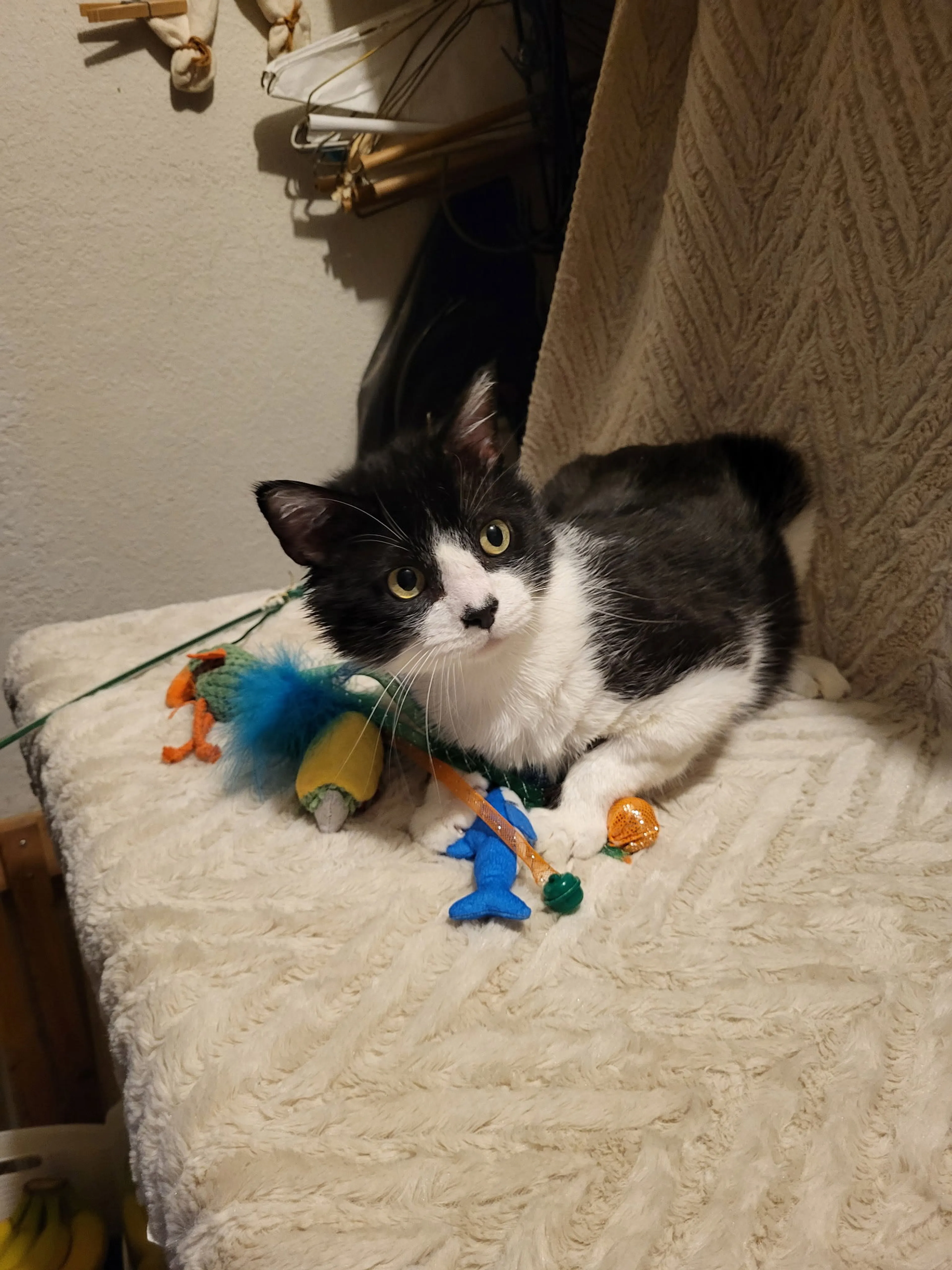 Found pet-1