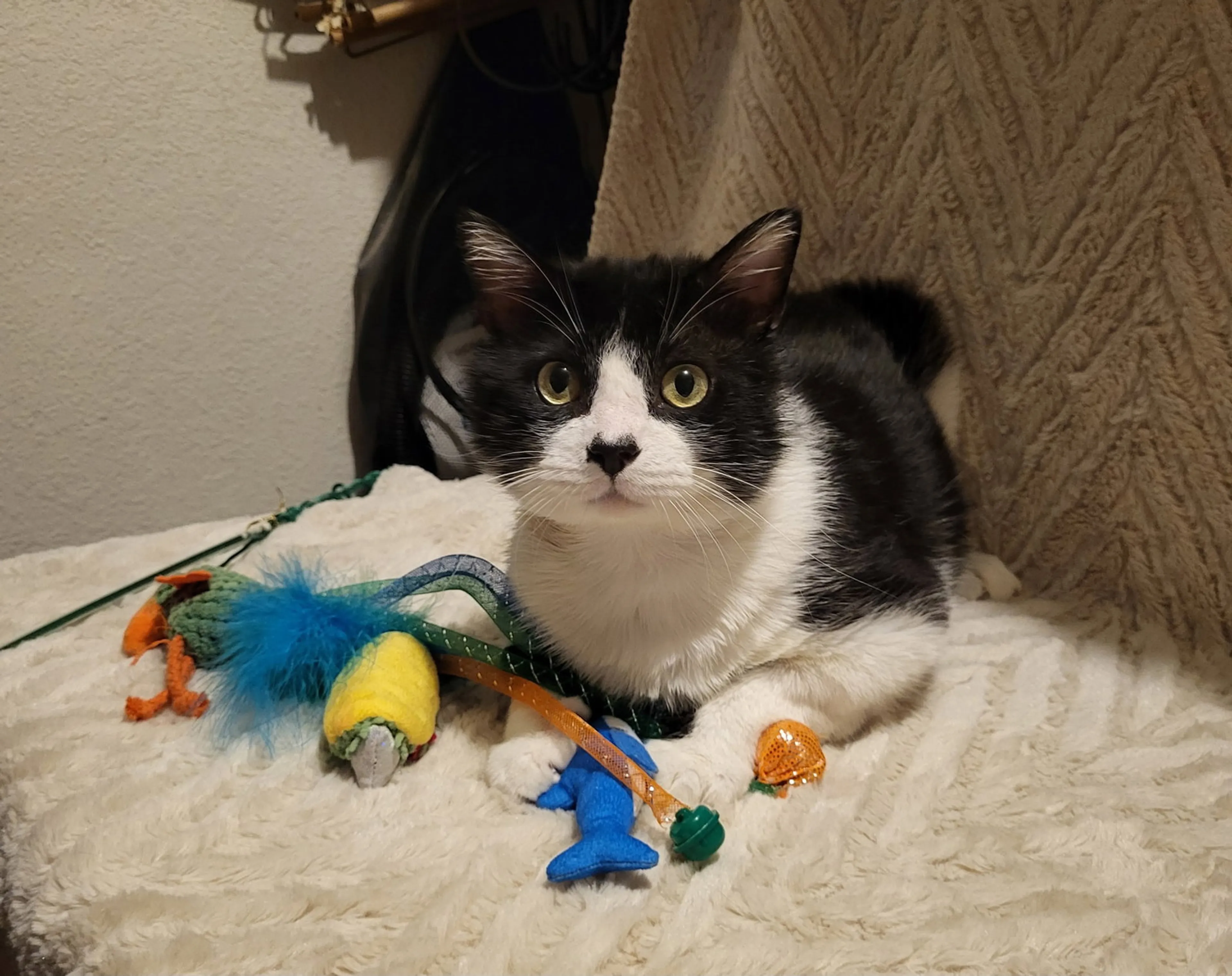 Found pet-0
