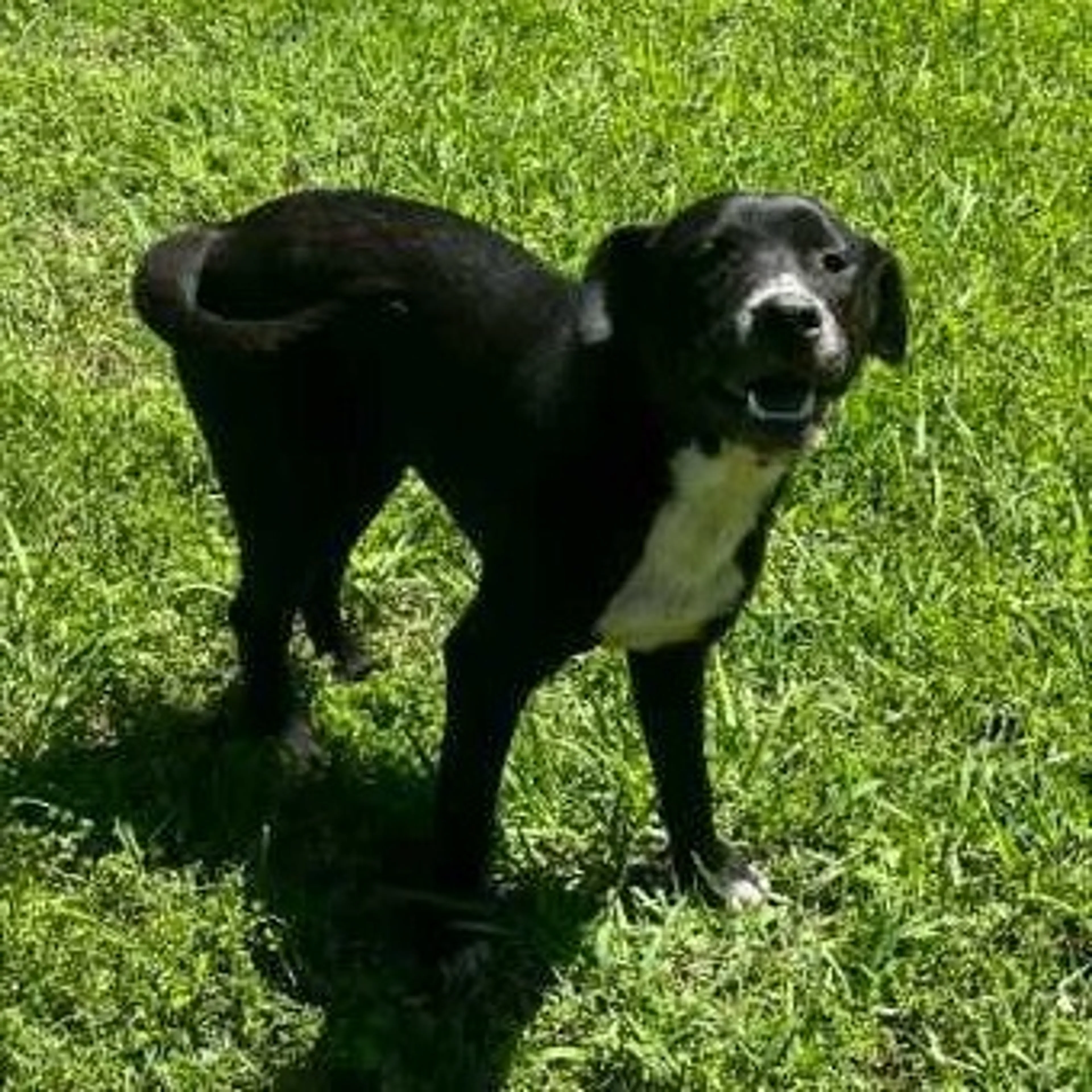 Found pet