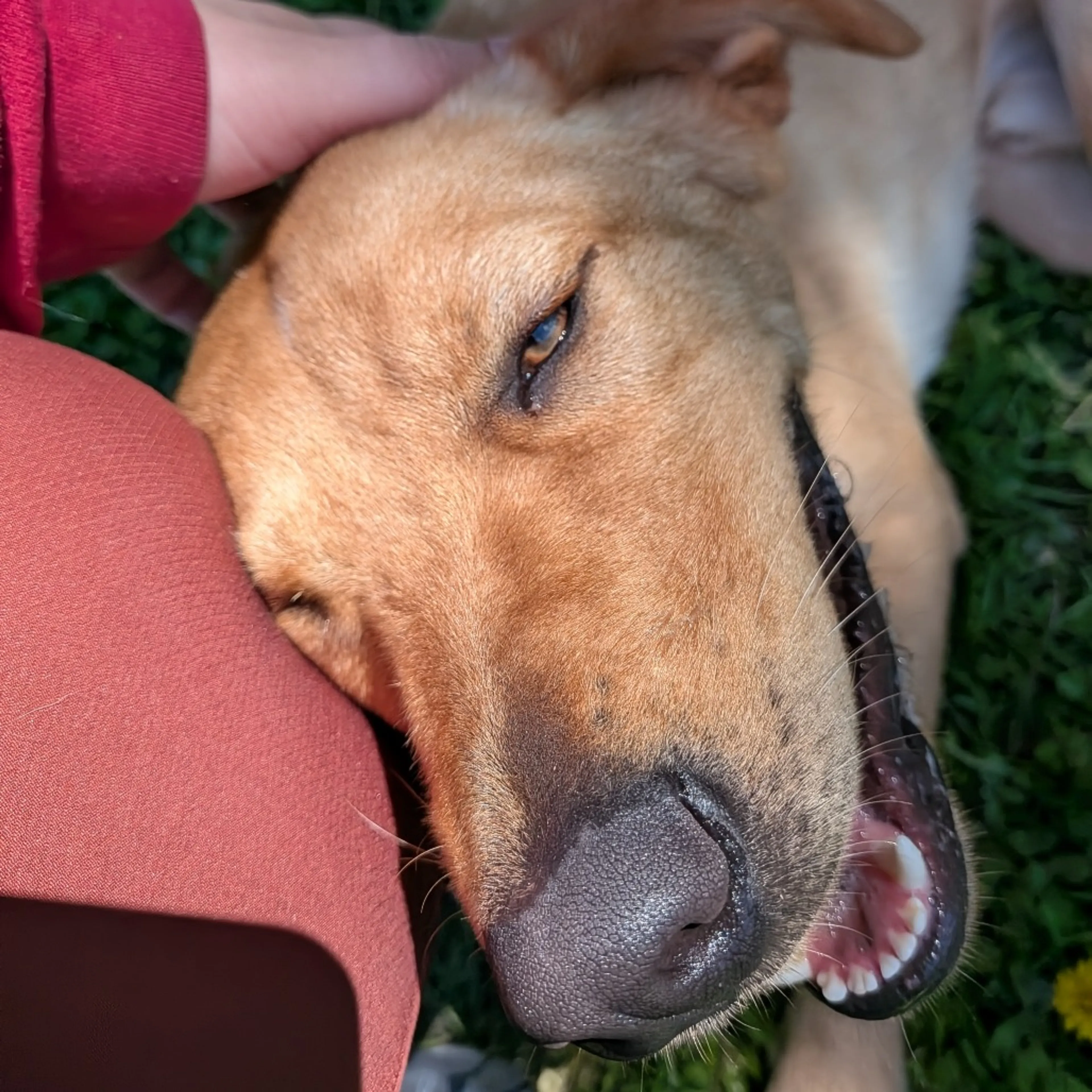 Found pet-1