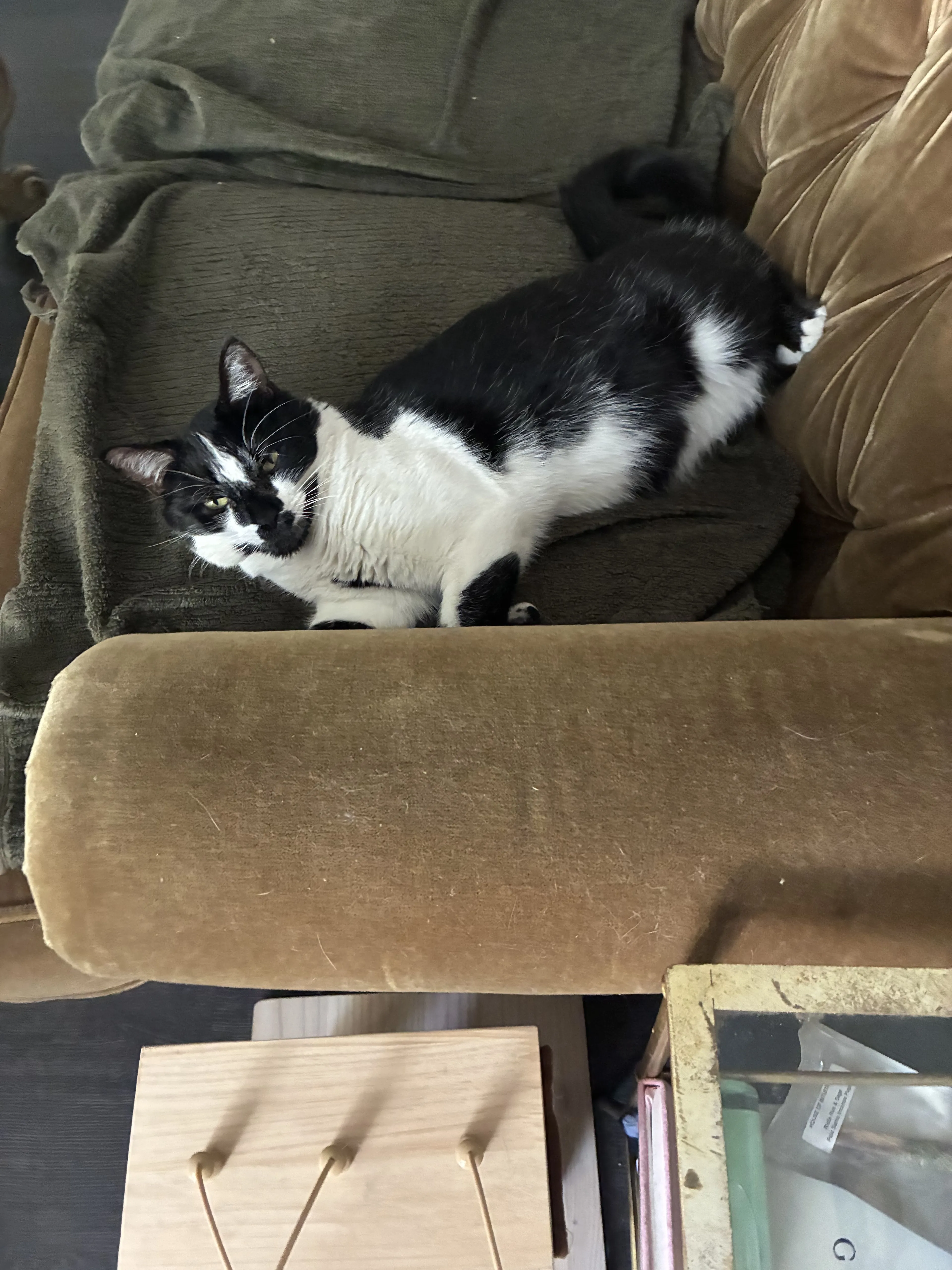Lost pet