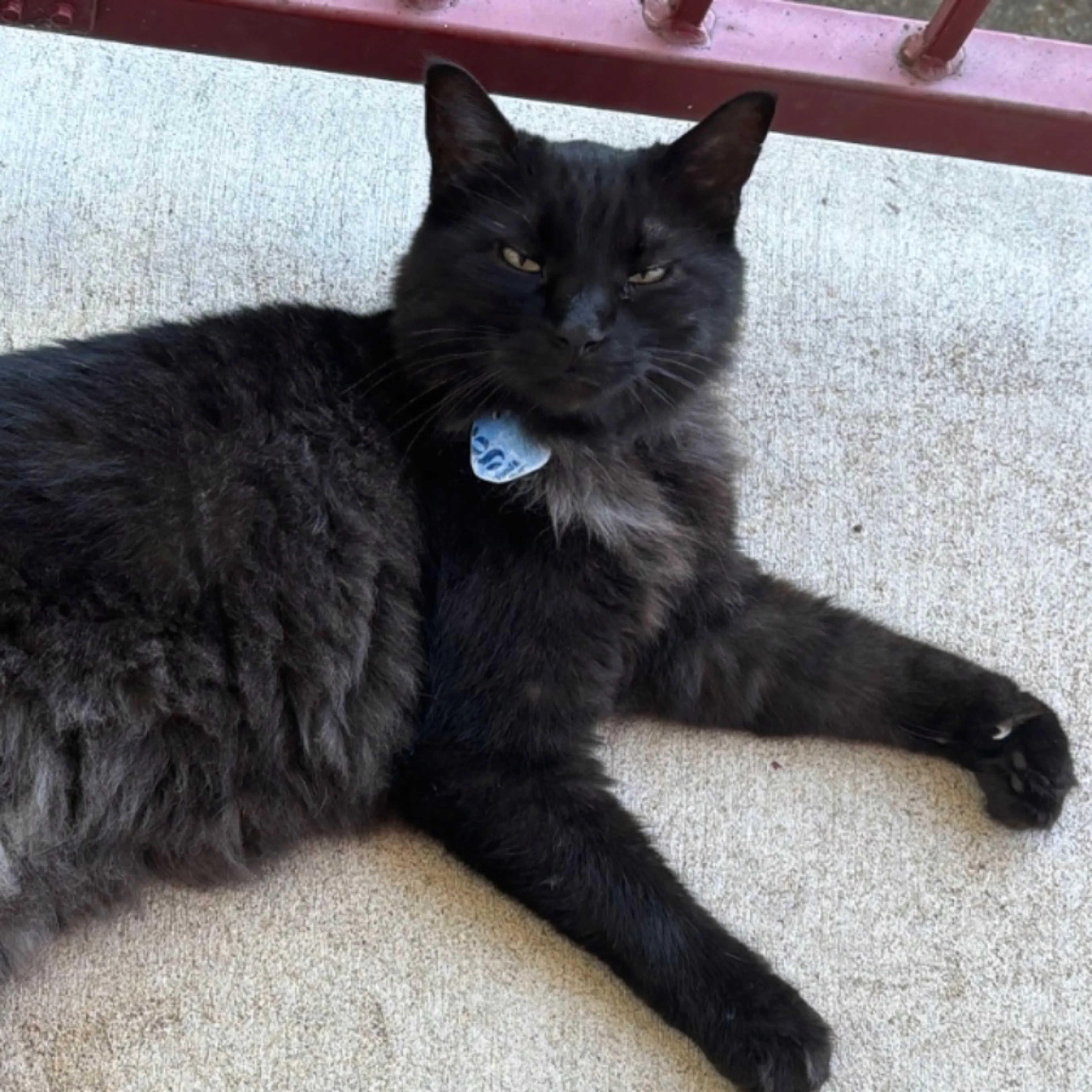 Lost pet