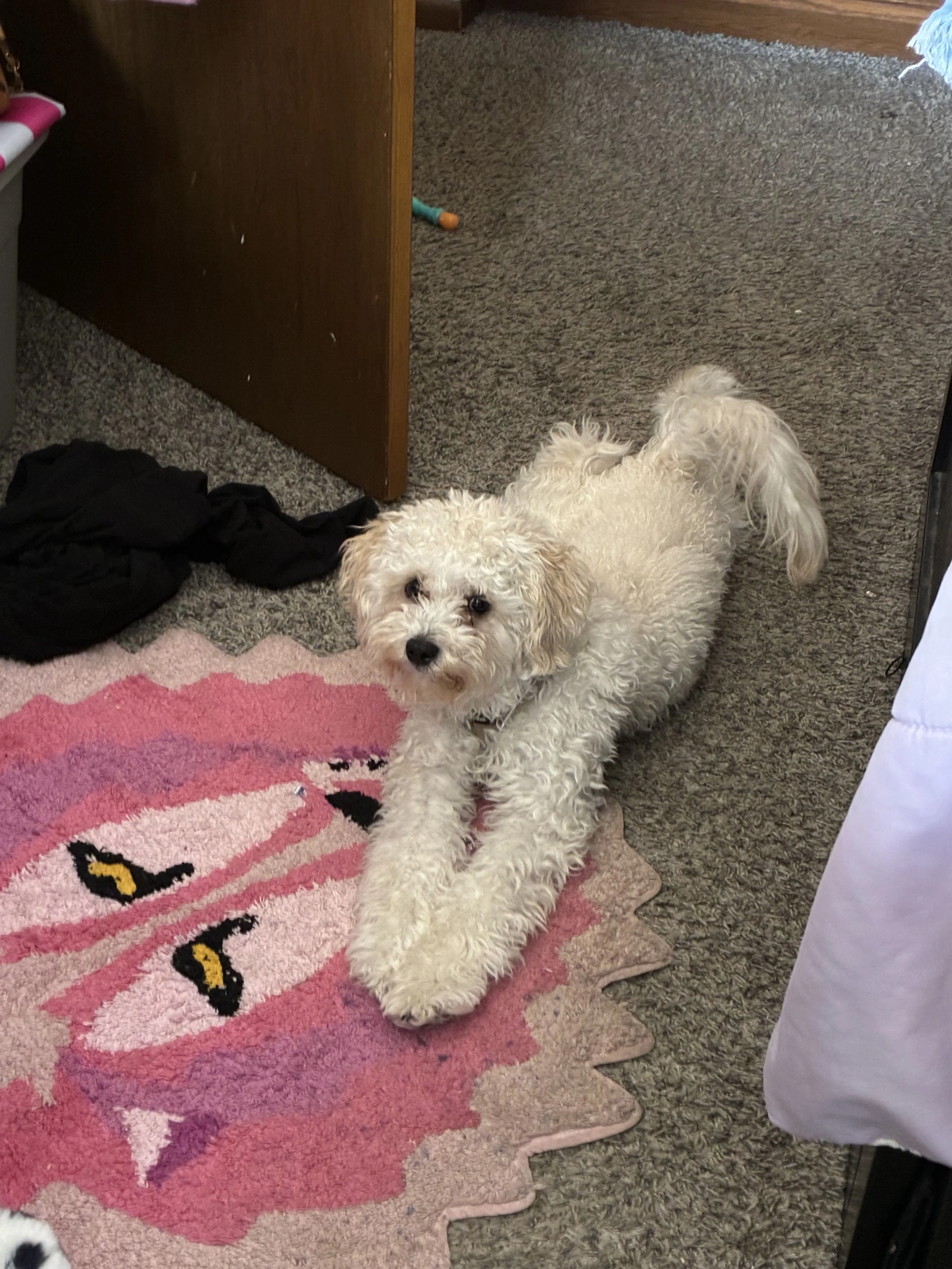 Lost pet