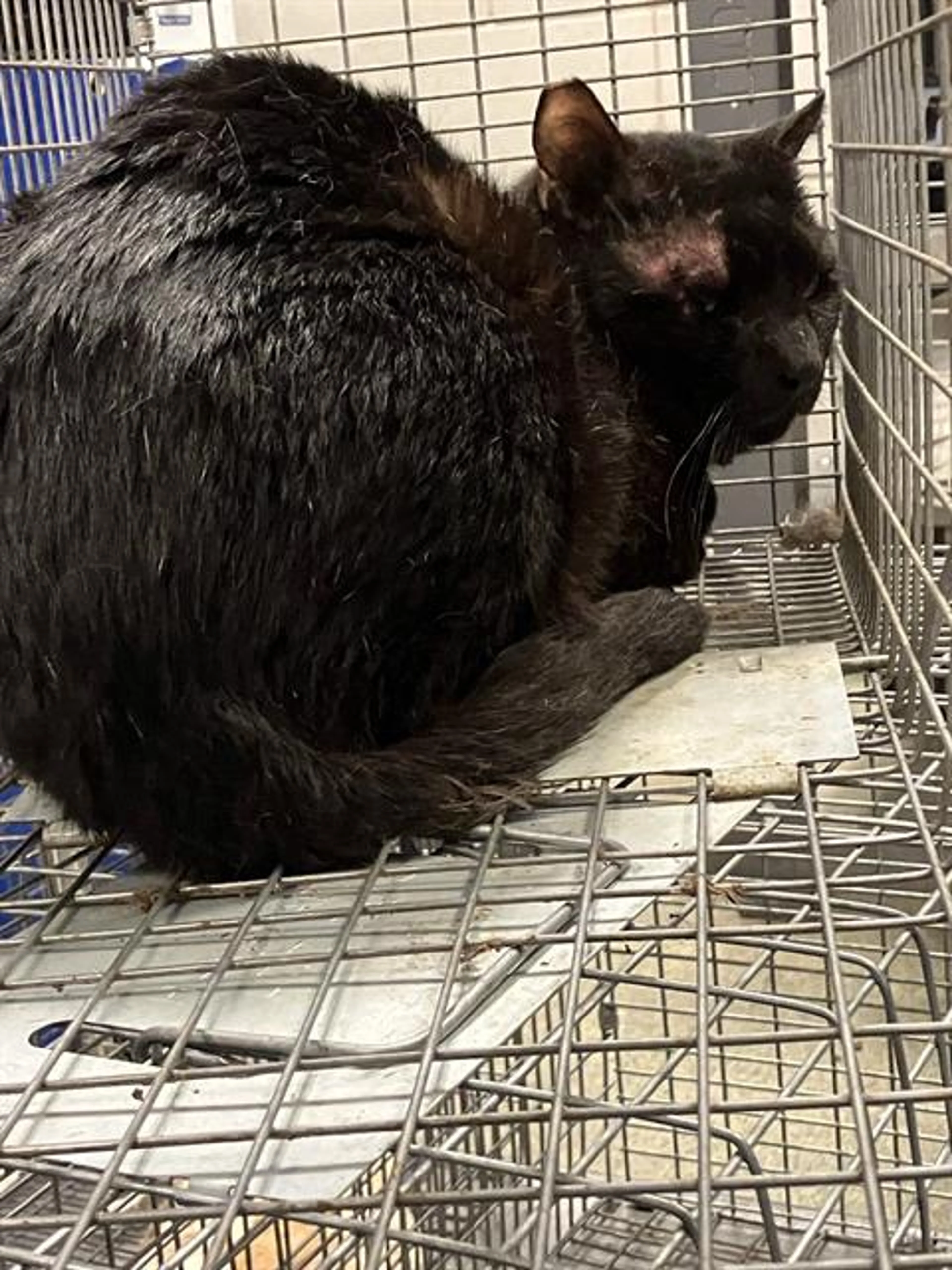 Found pet