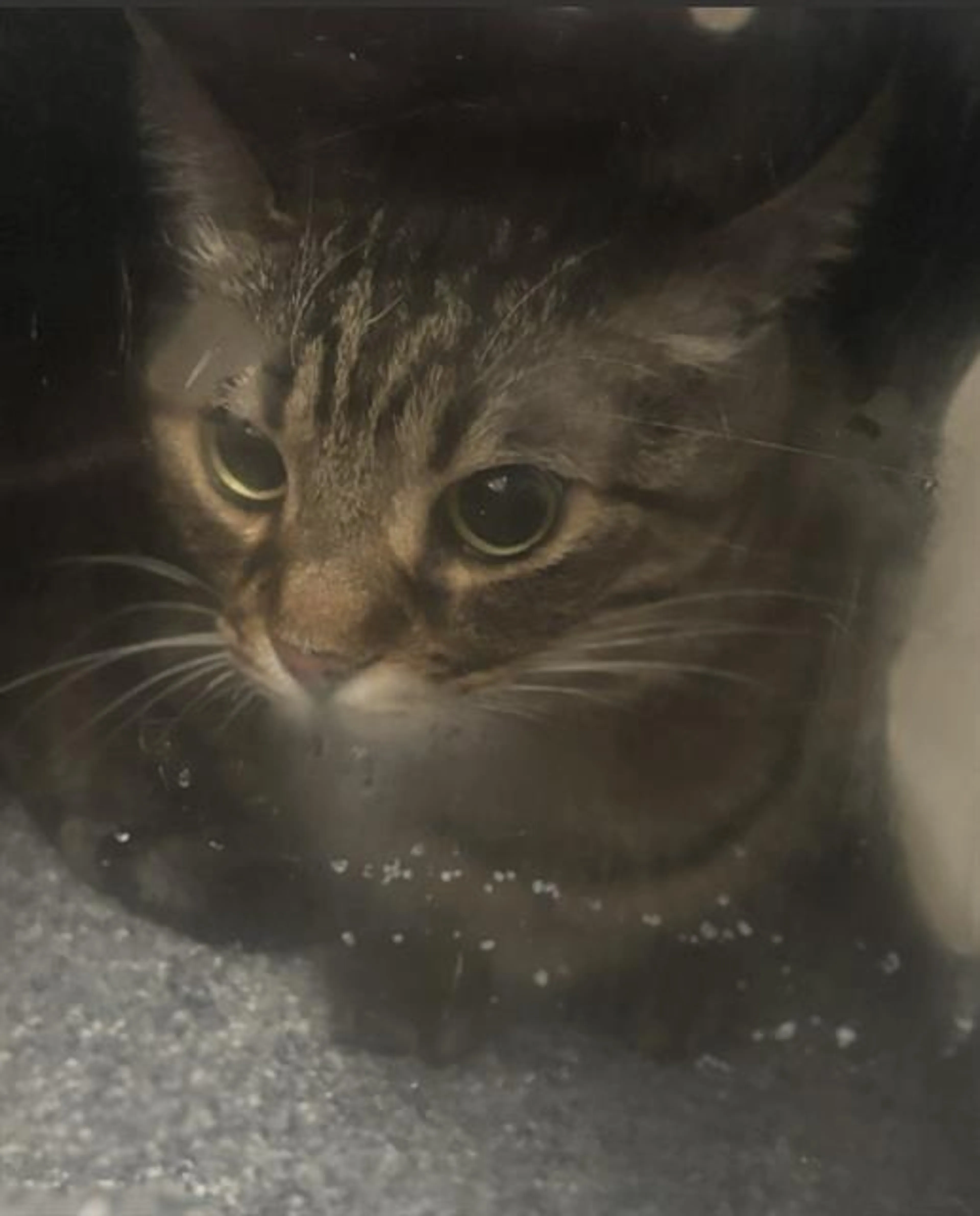 Found pet