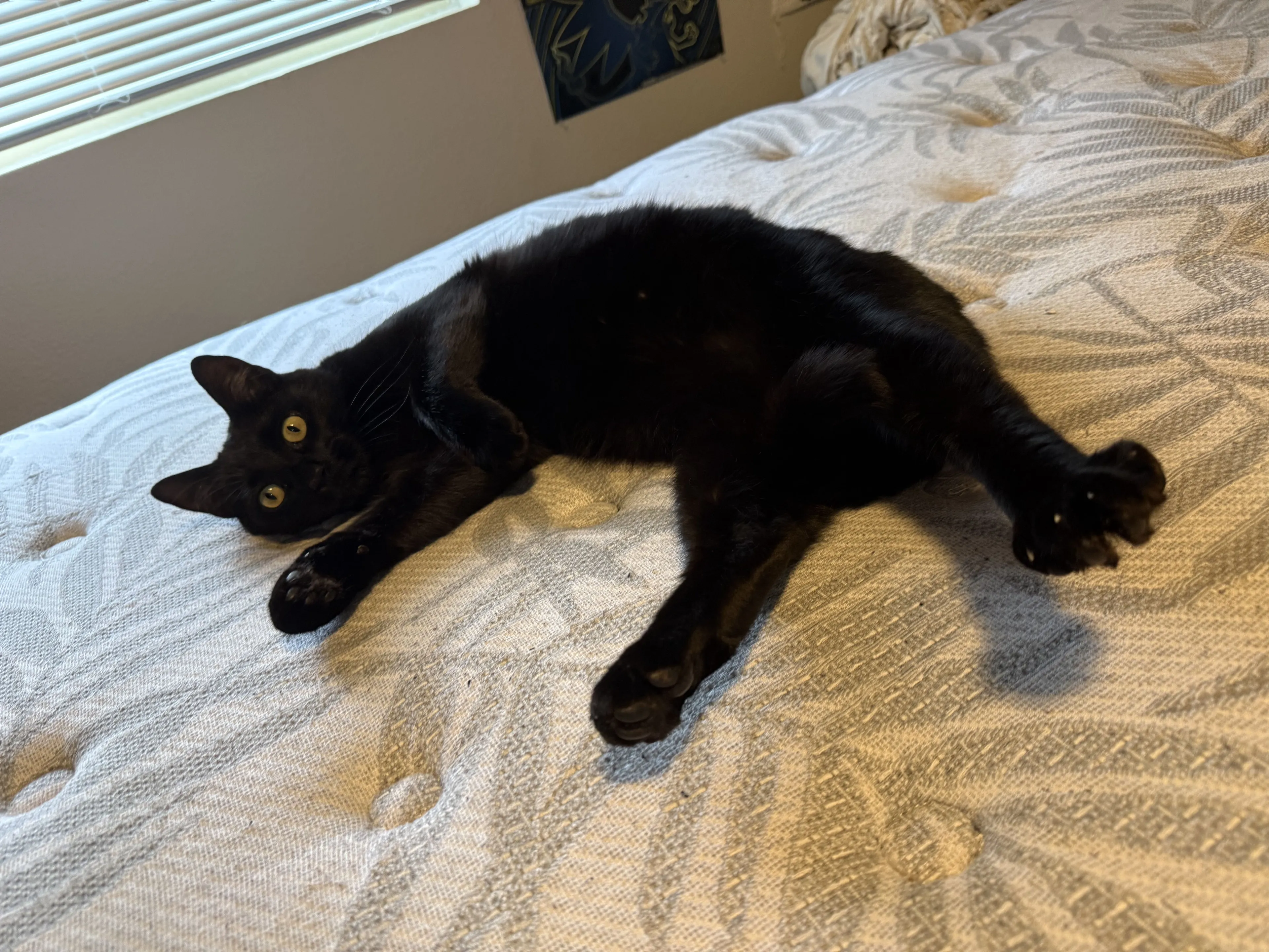 Lost pet-0