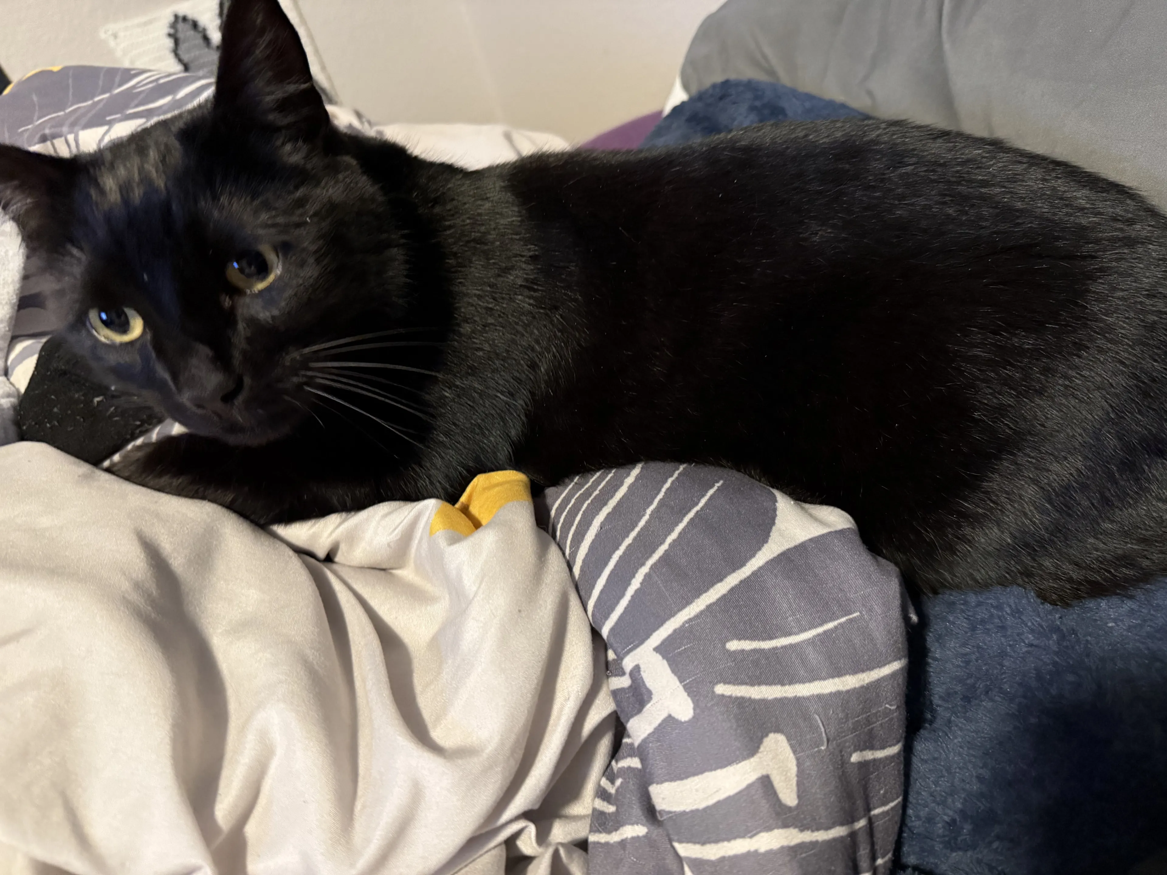 Lost pet-1