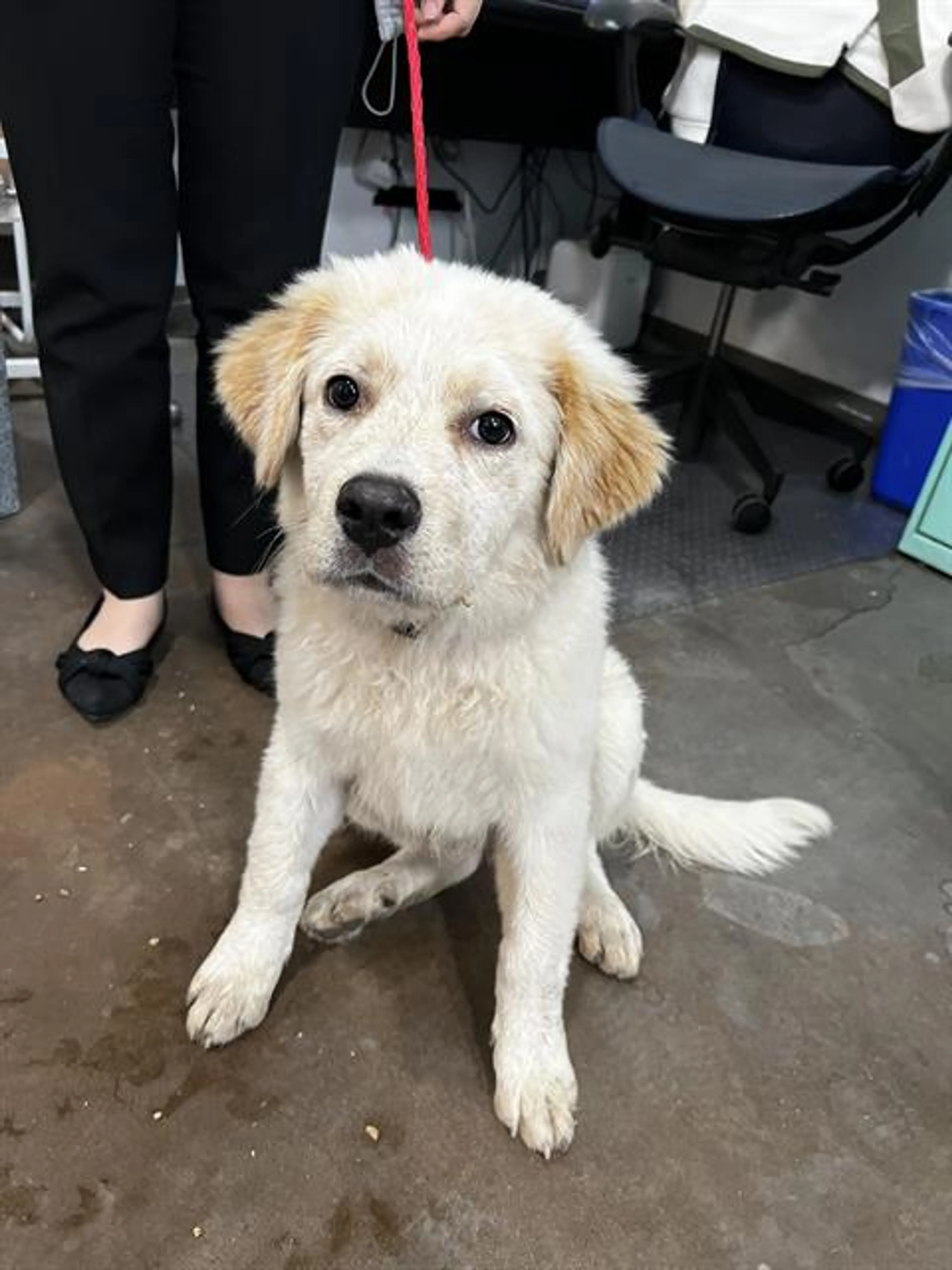 Found pet