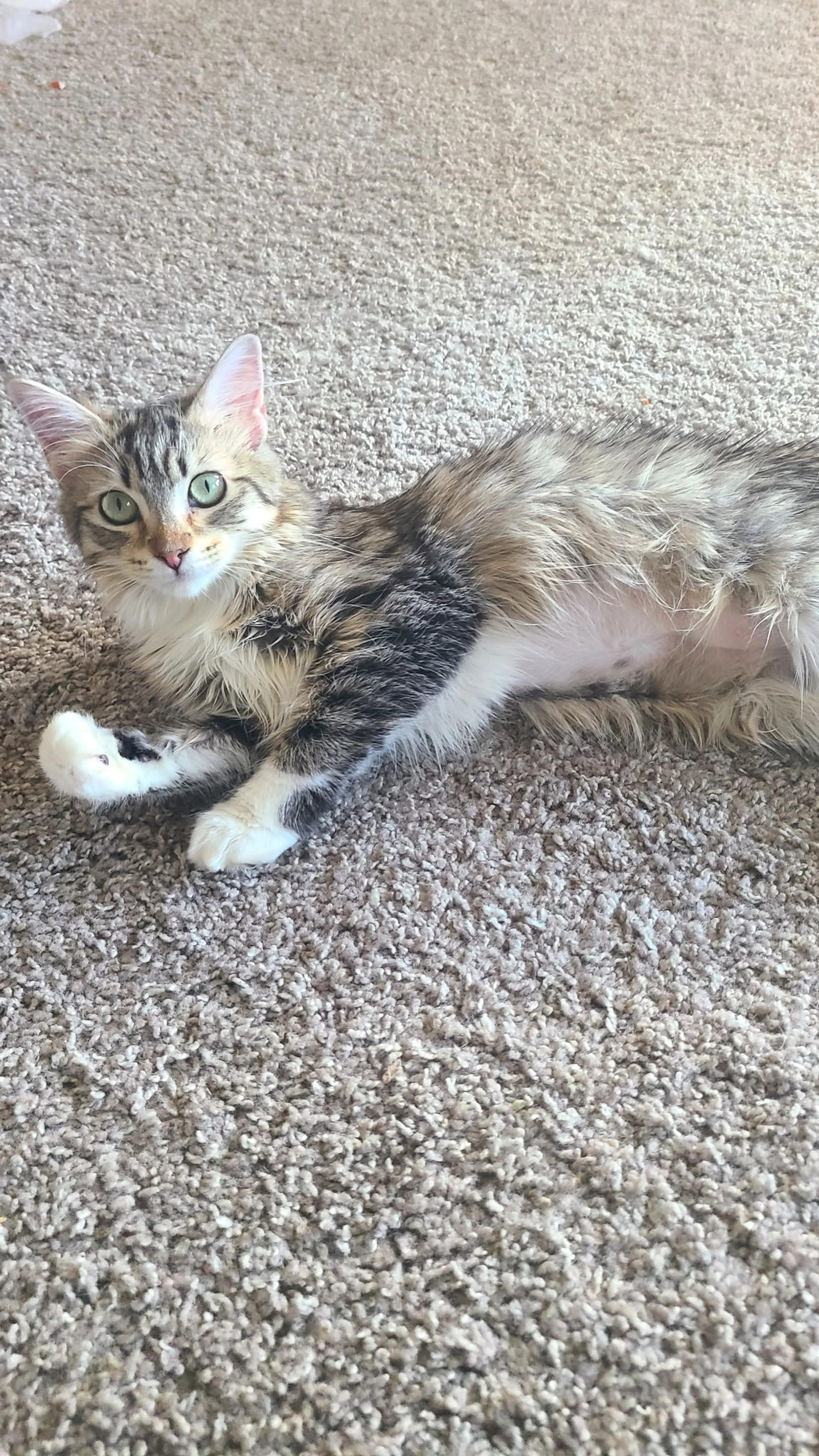 Found pet