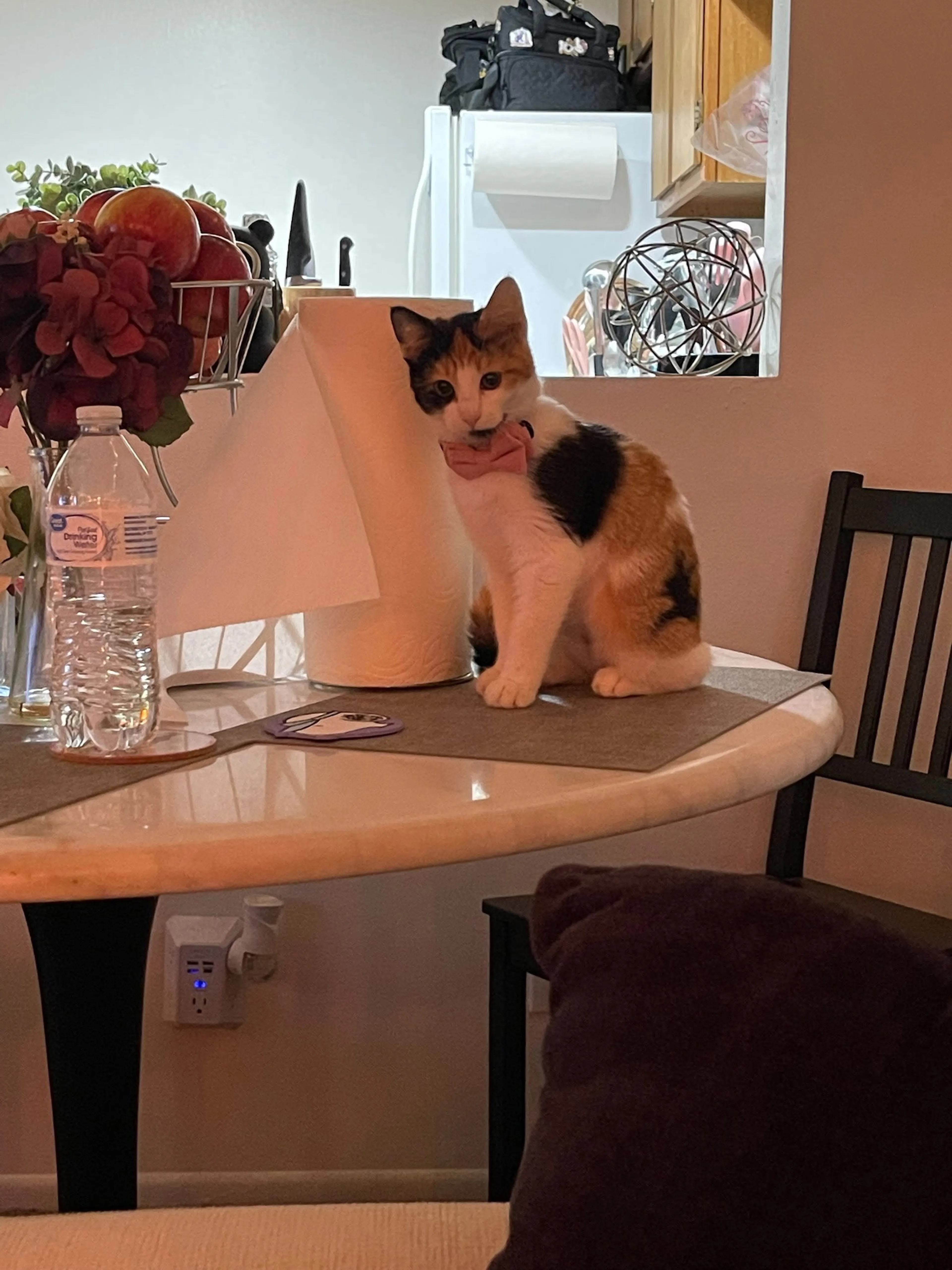 Found pet-1