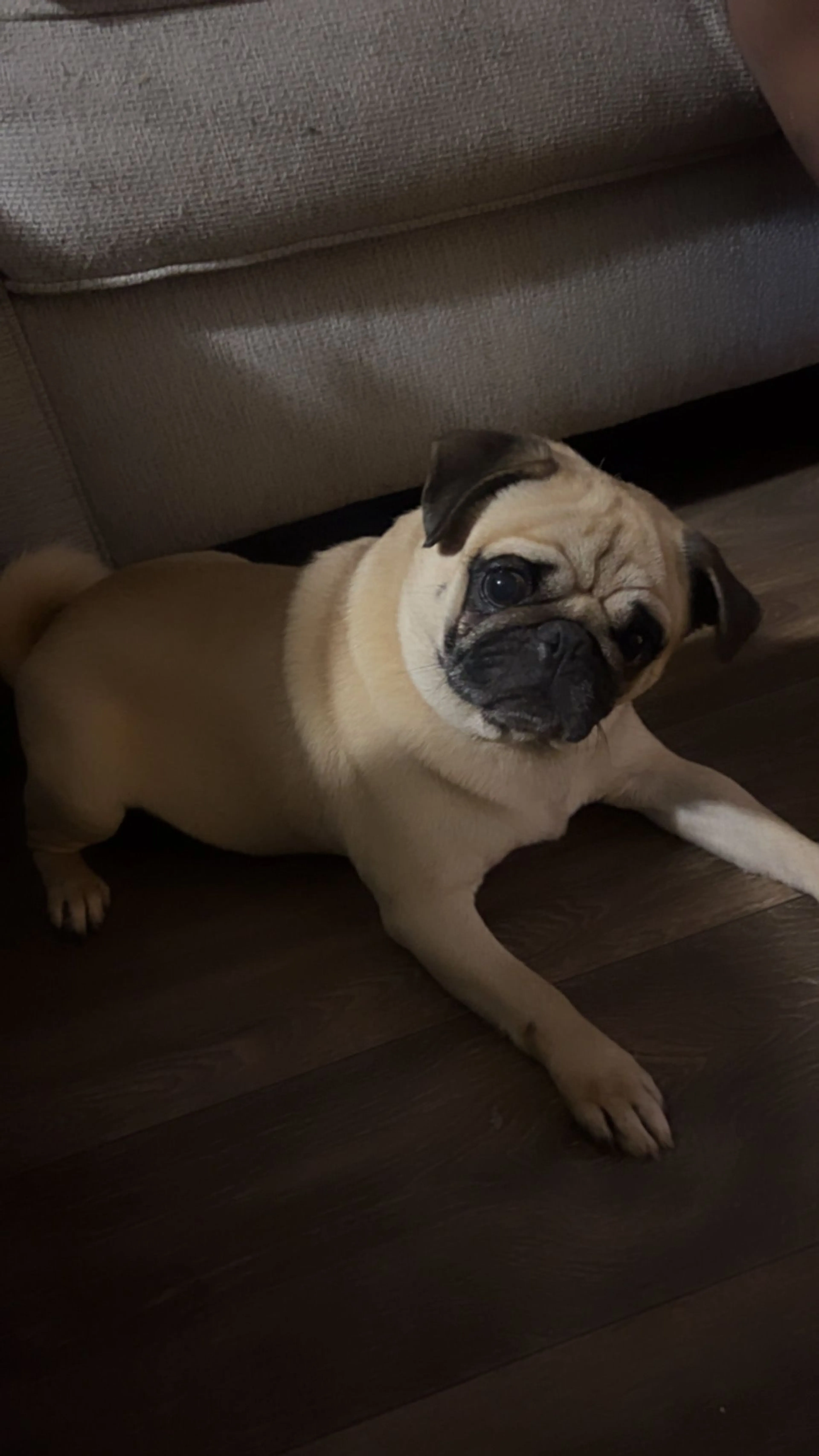 Lost pet
