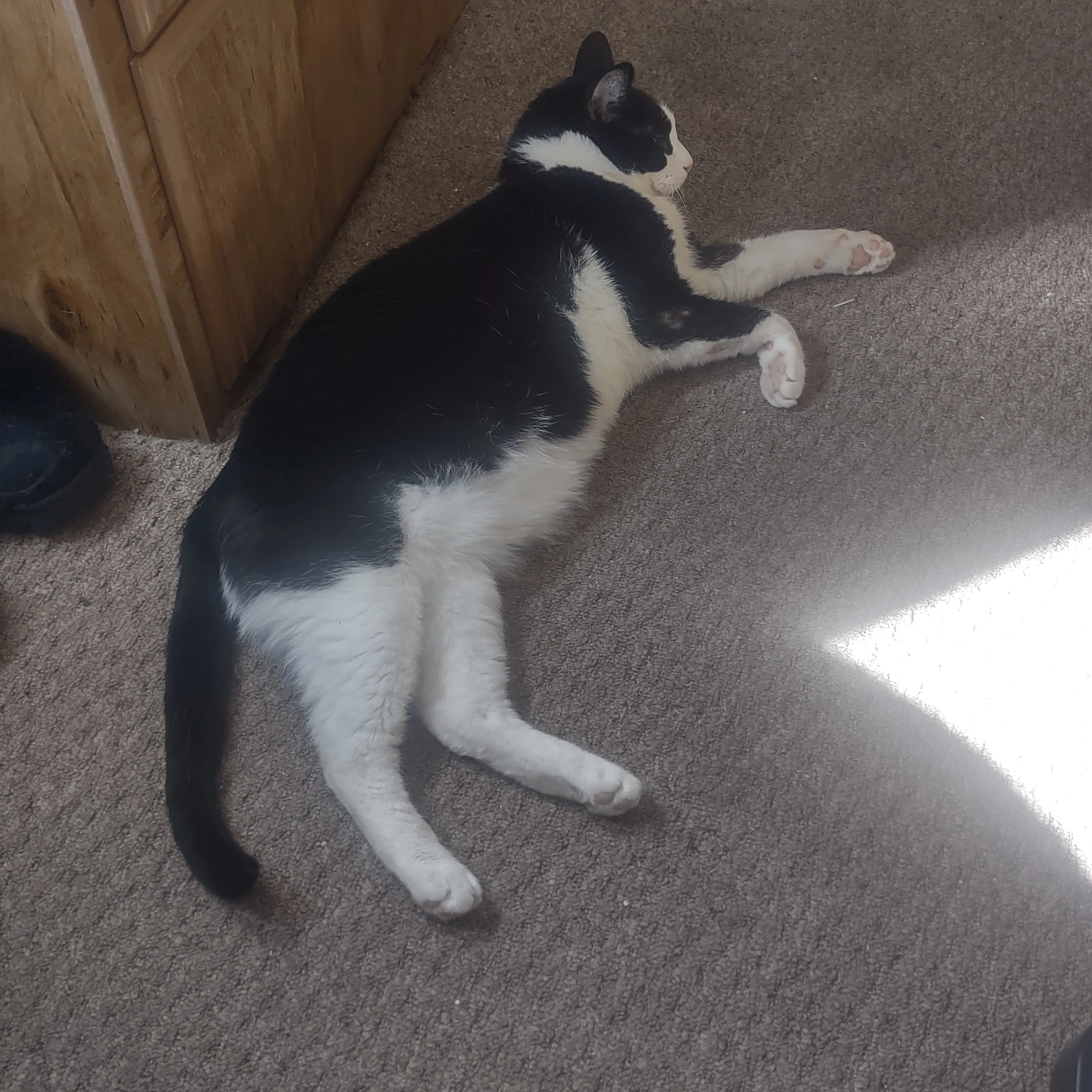 Lost pet-1