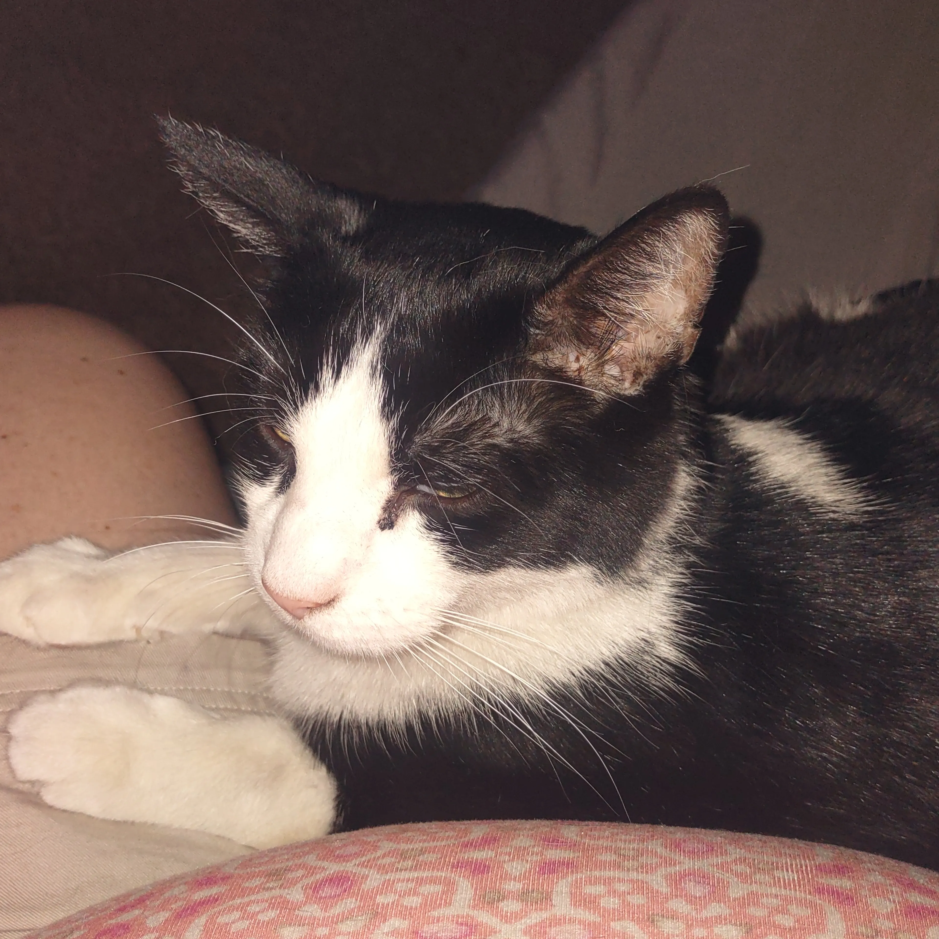 Lost pet-2