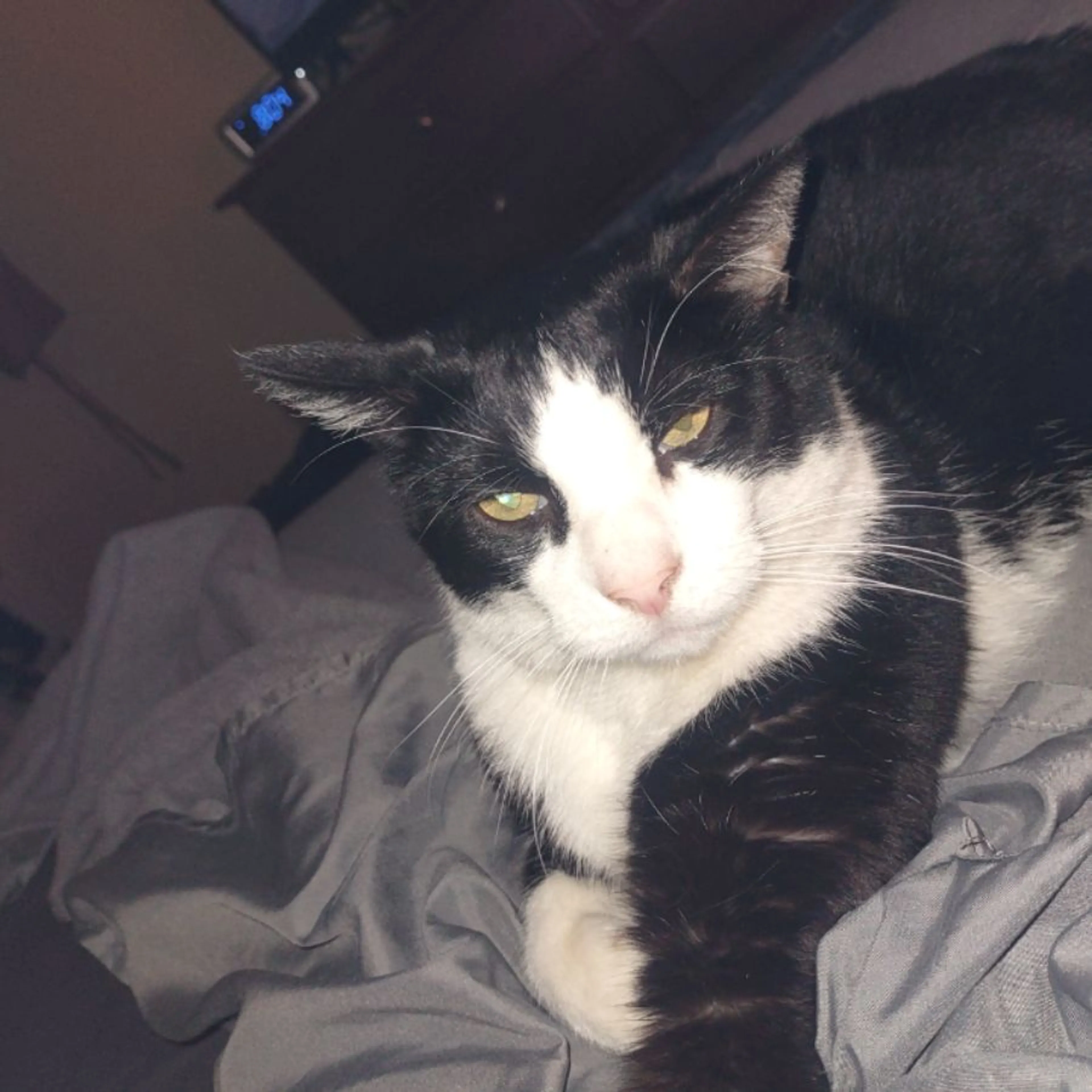 Lost pet-0