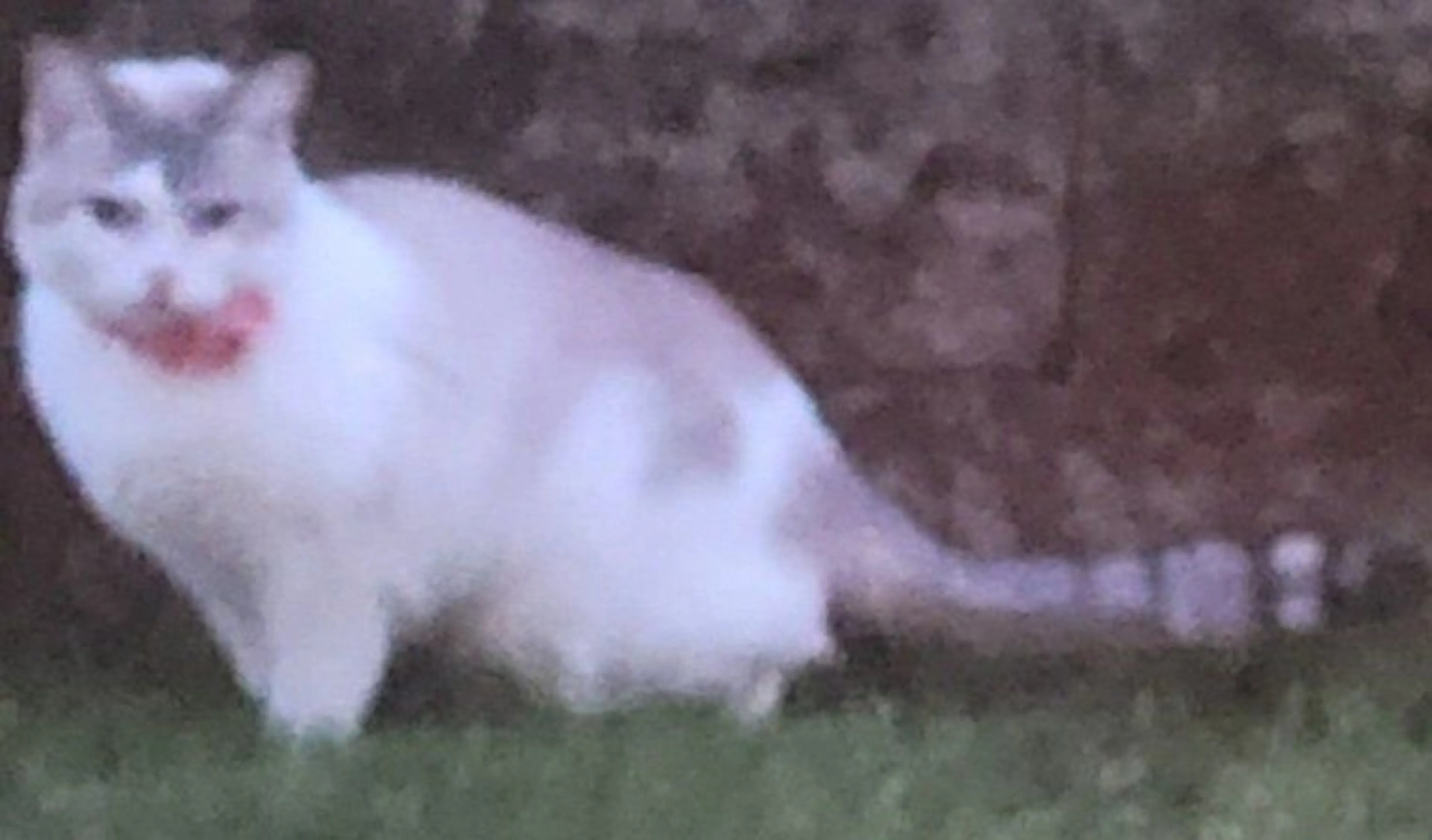 Lost pet