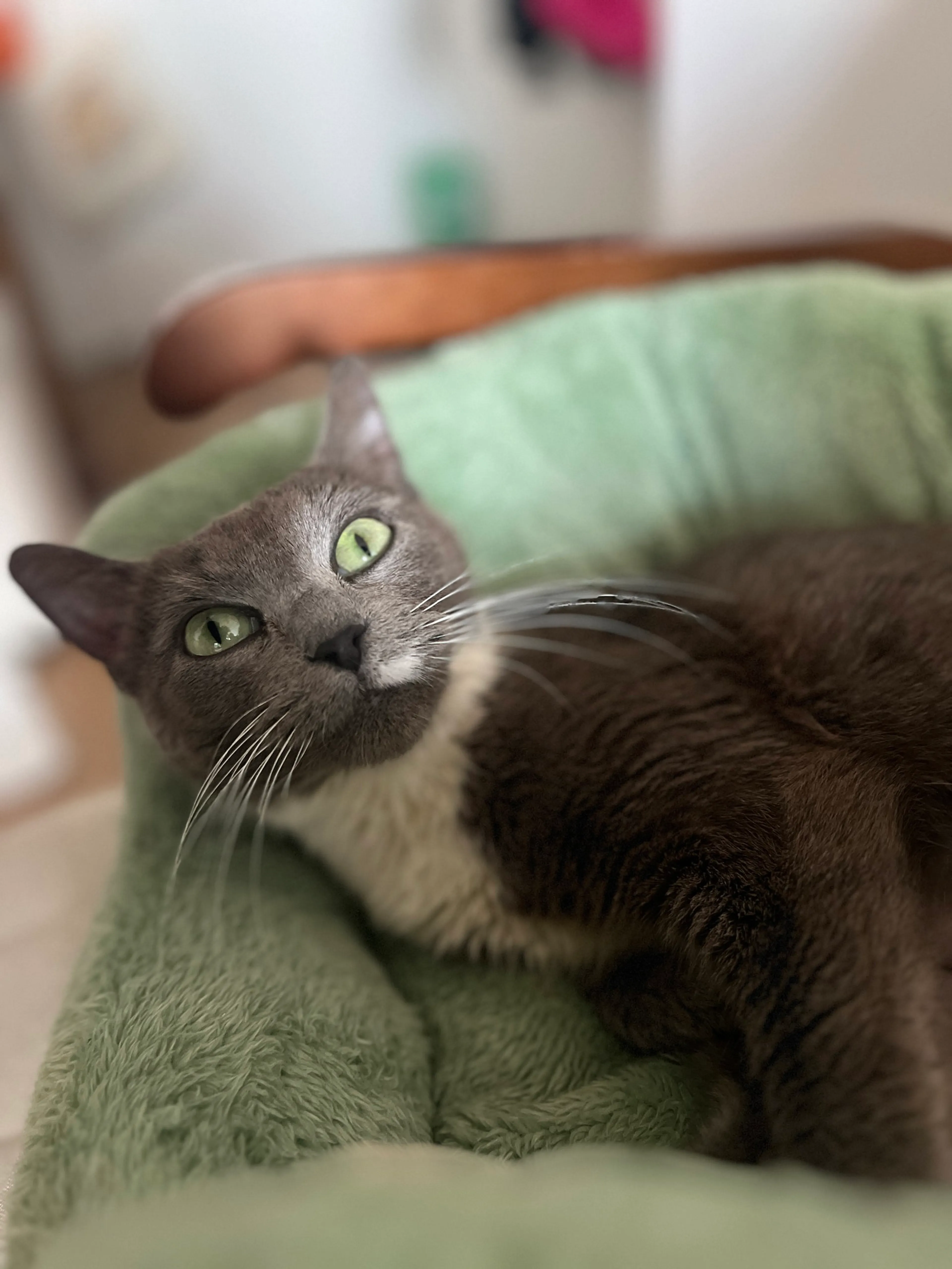 Found pet-1