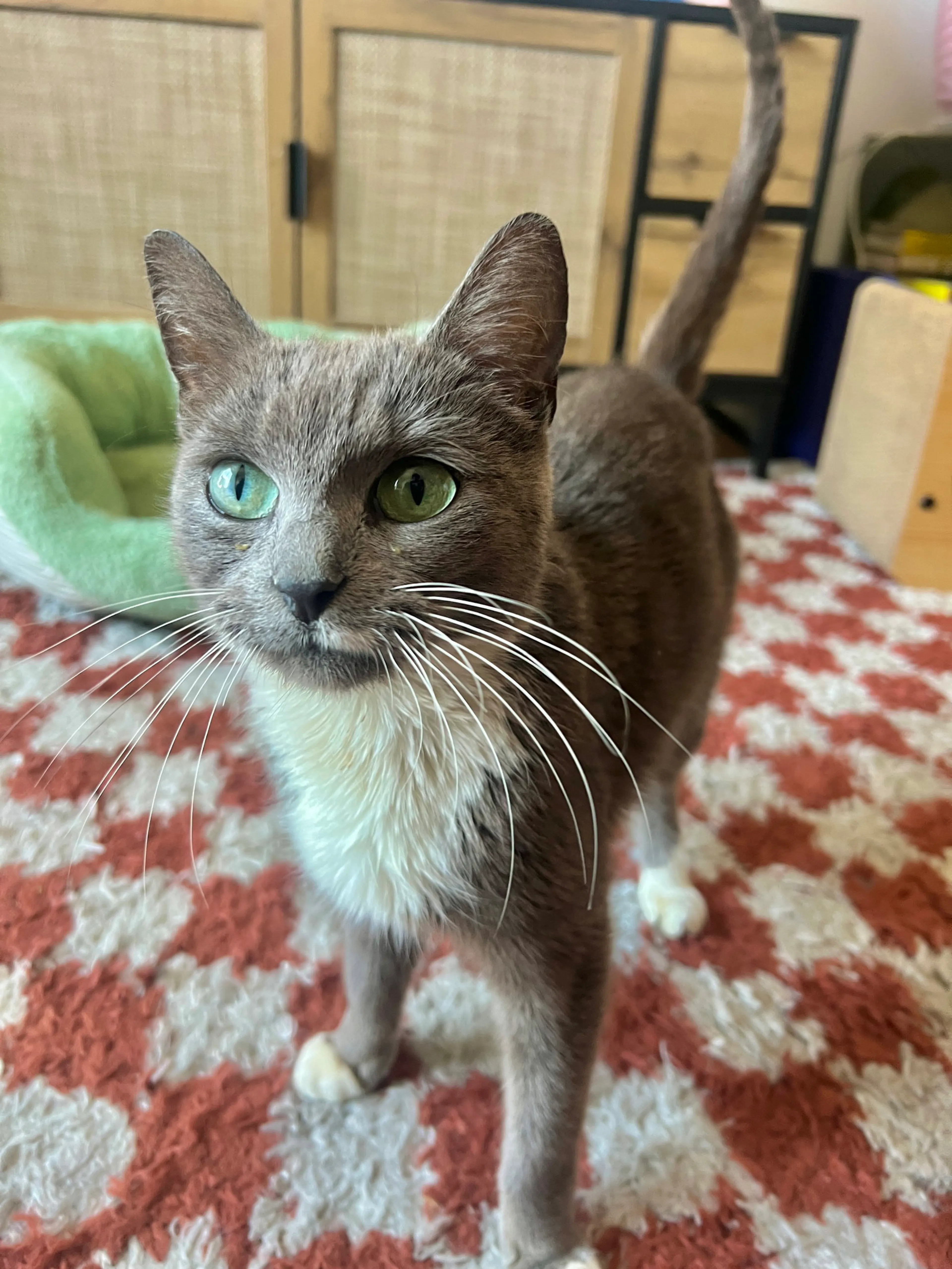 Found pet-0