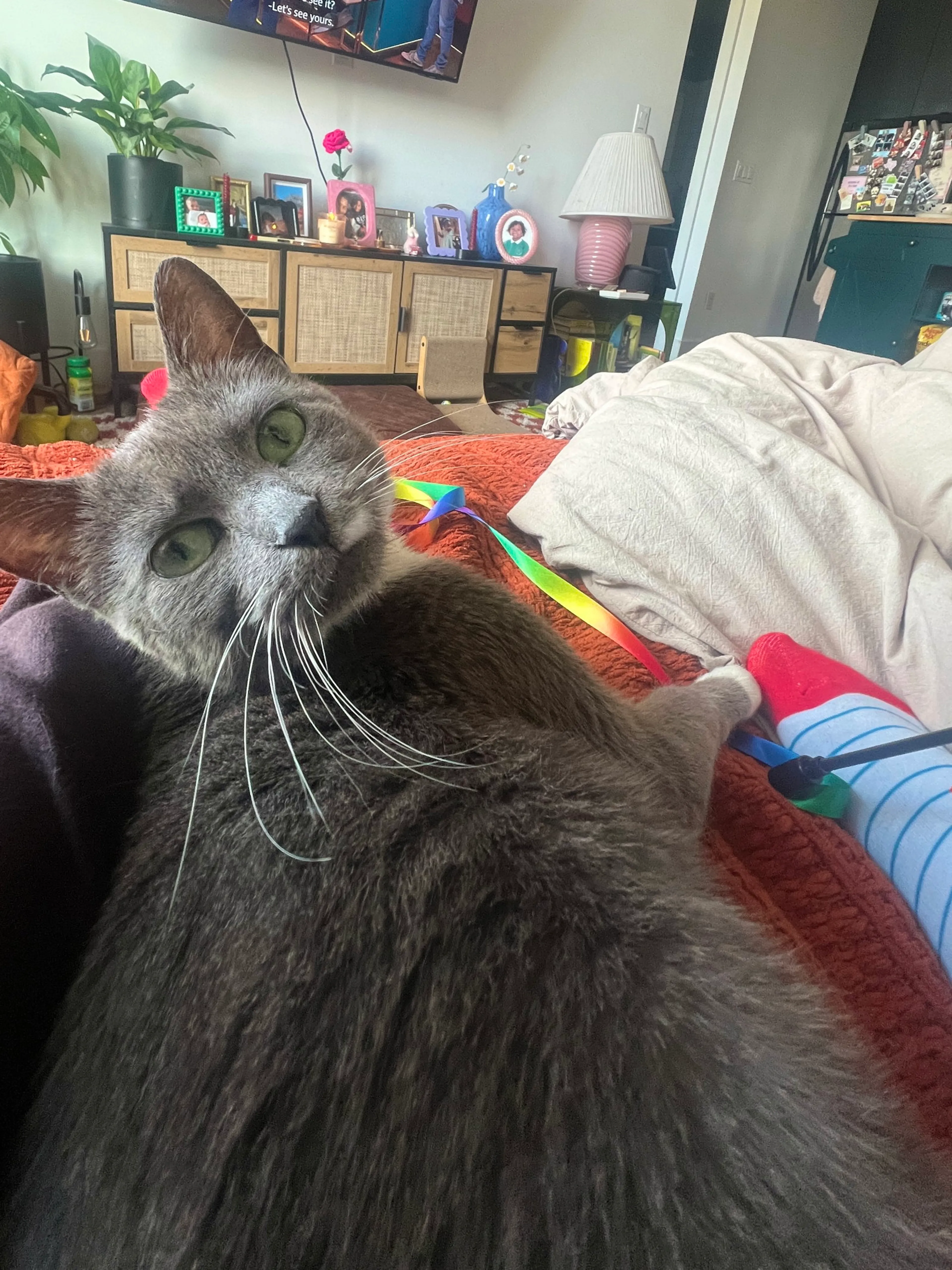 Found pet-2
