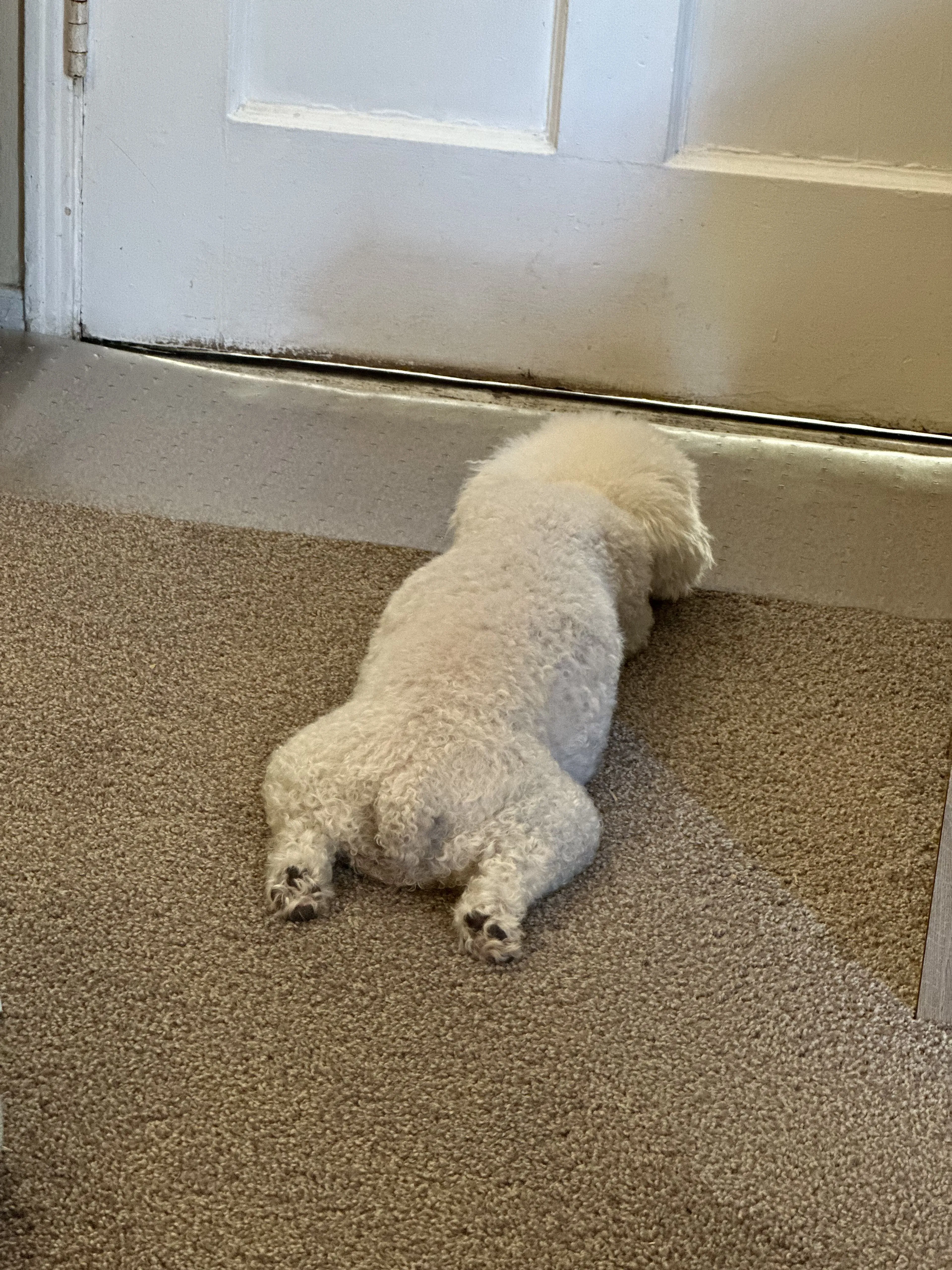 Lost pet-0
