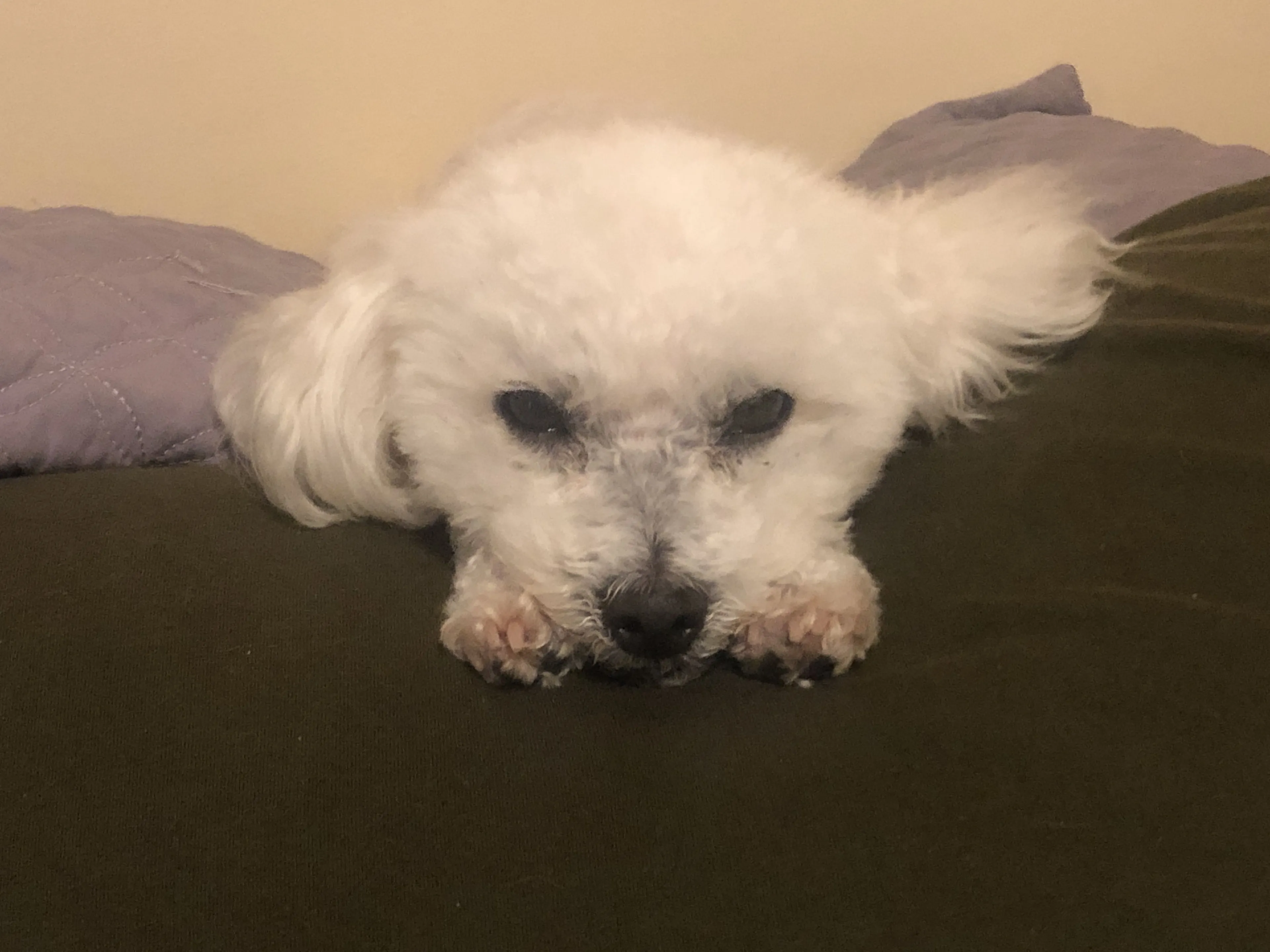 Lost pet-1