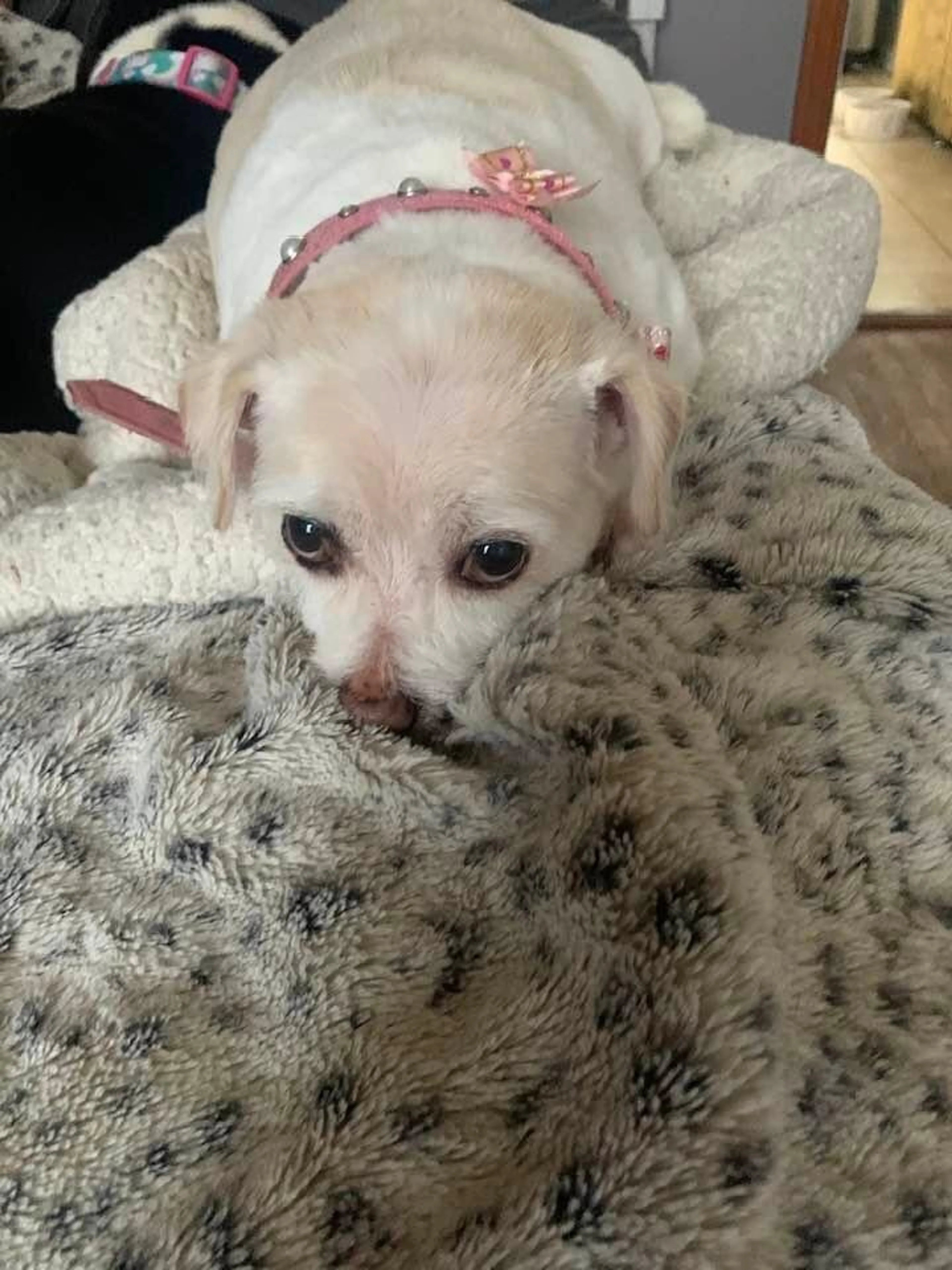 Found pet-1