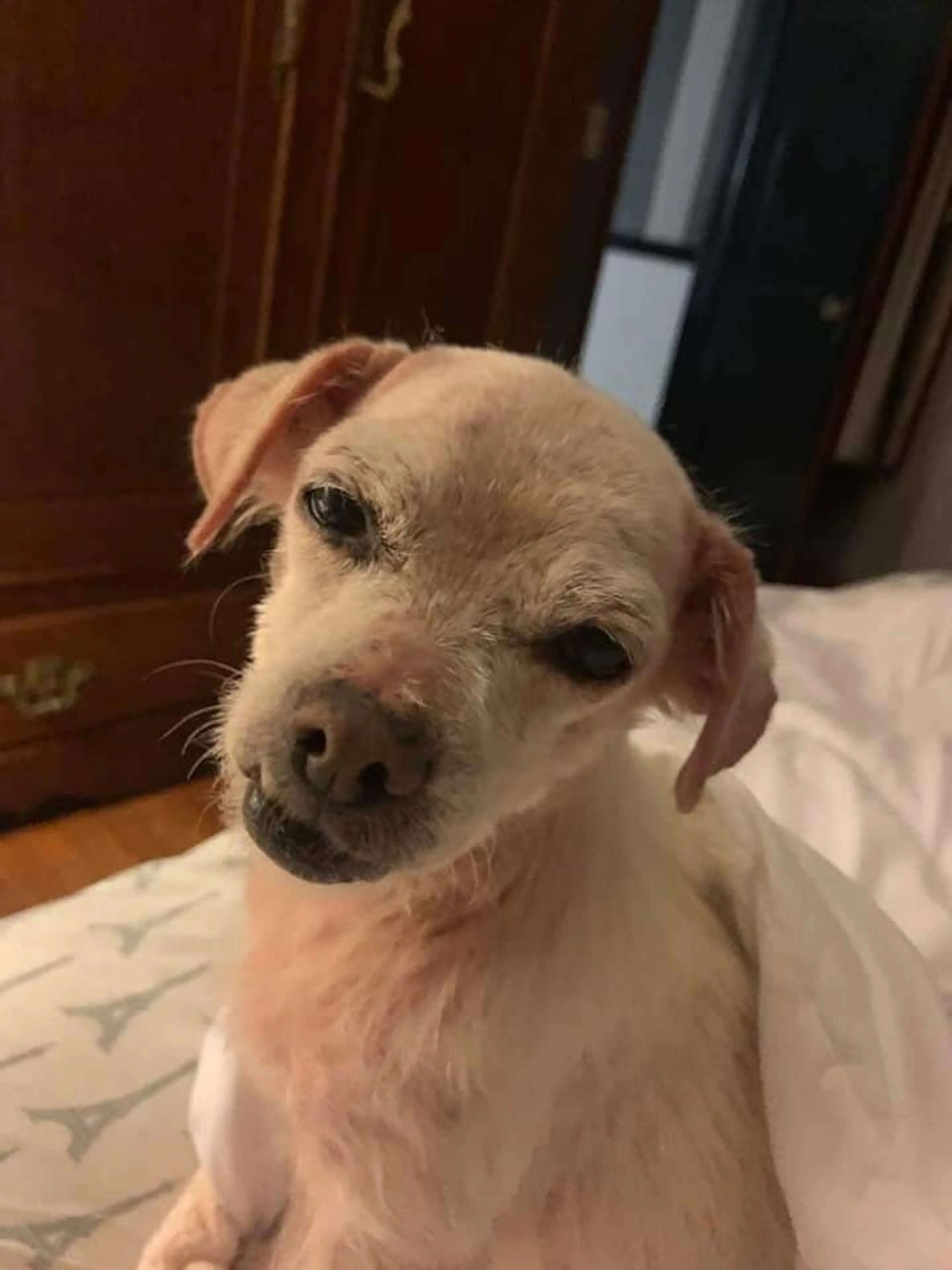 Found pet-3