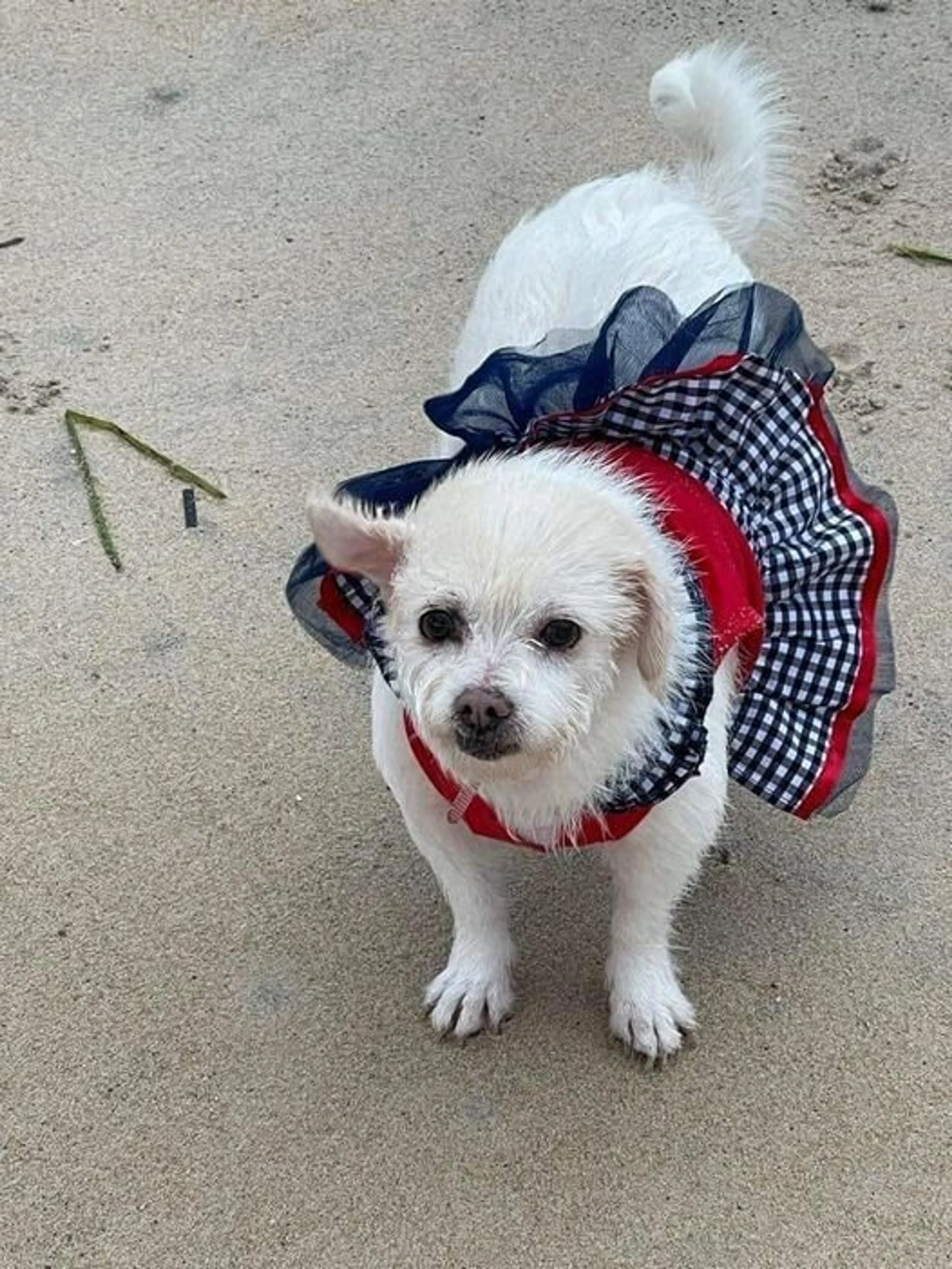 Found pet-2