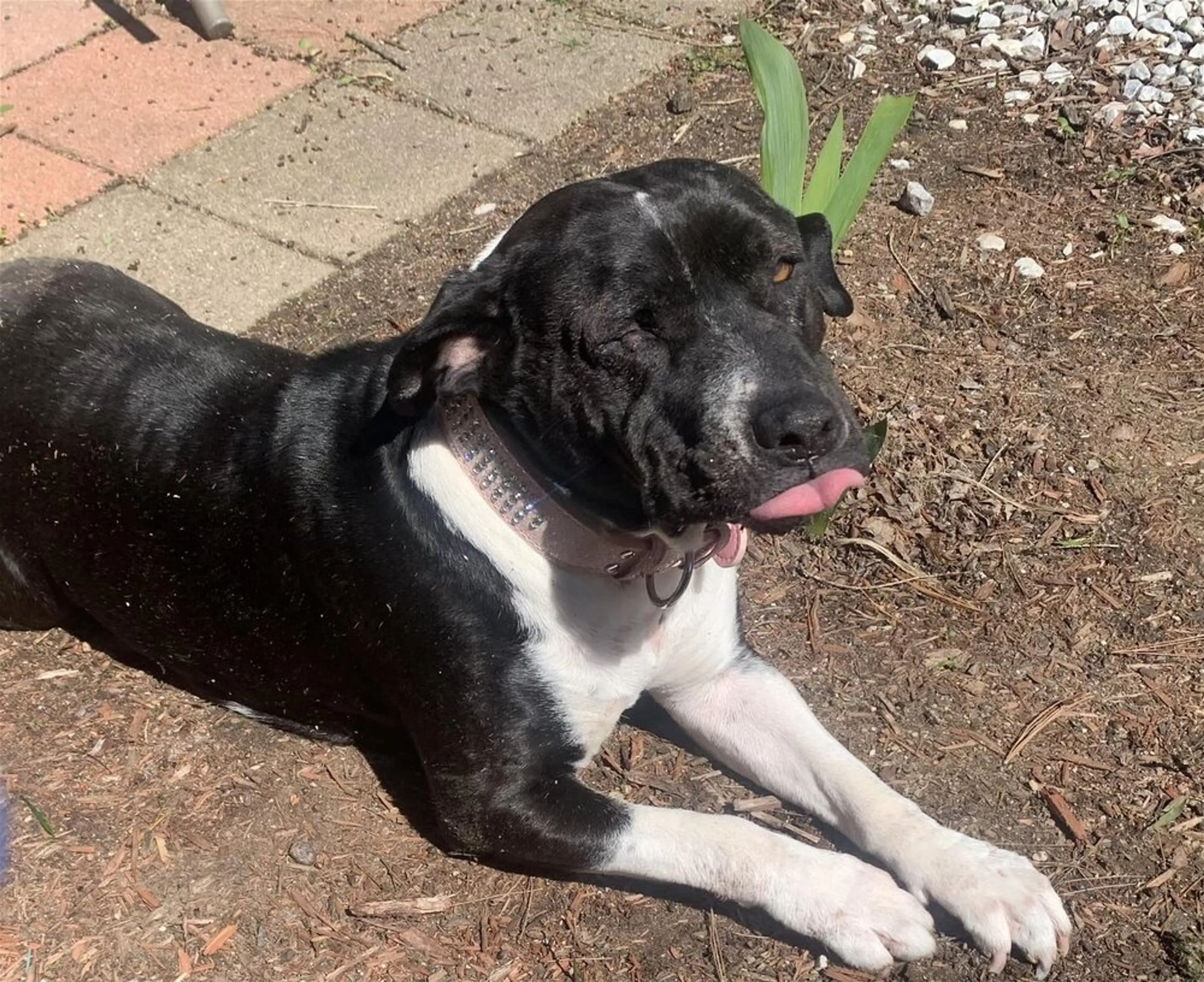 Found pet-2