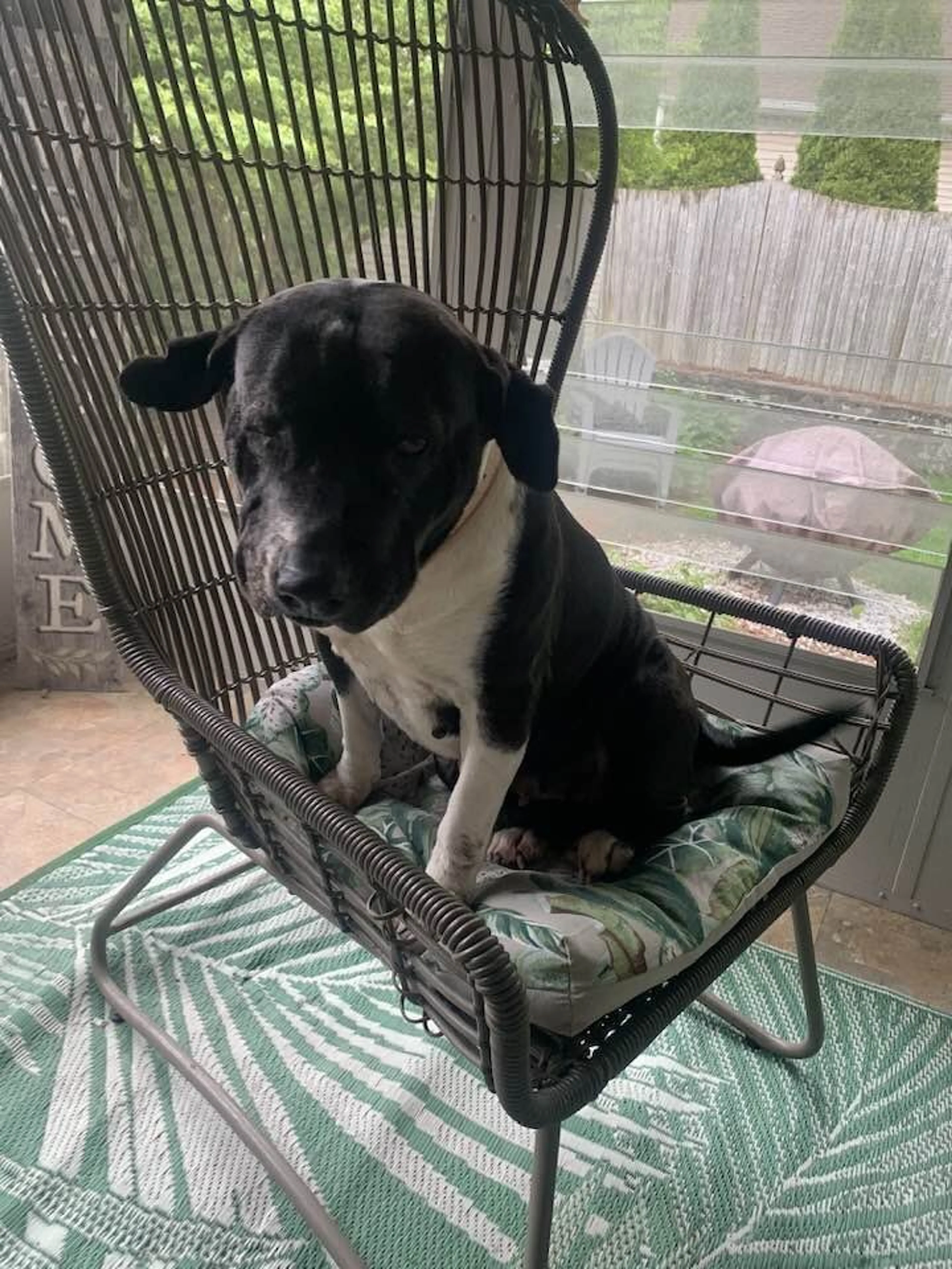 Found pet-3