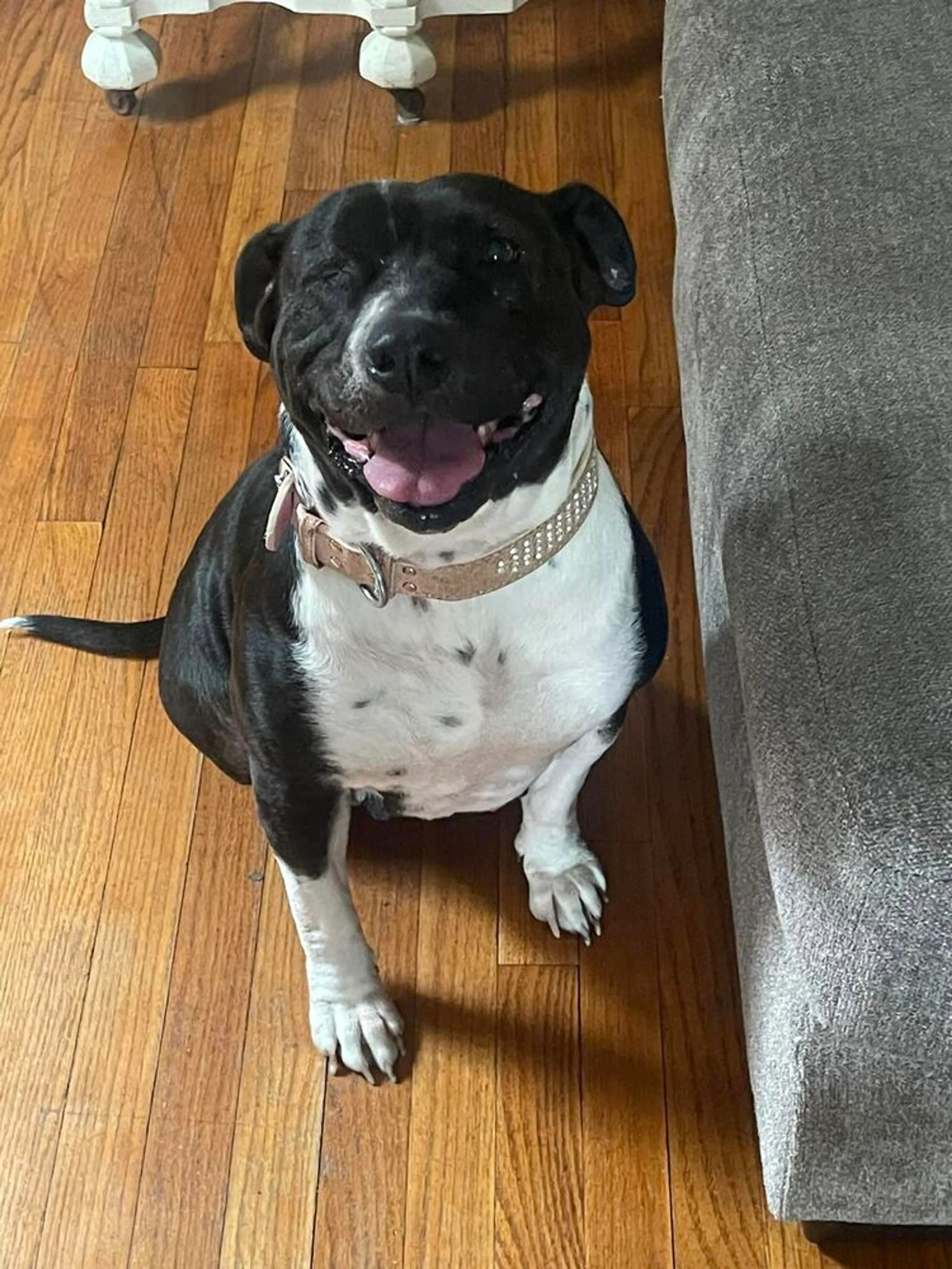 Found pet-0